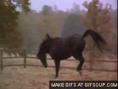 IMG_0005.GIF