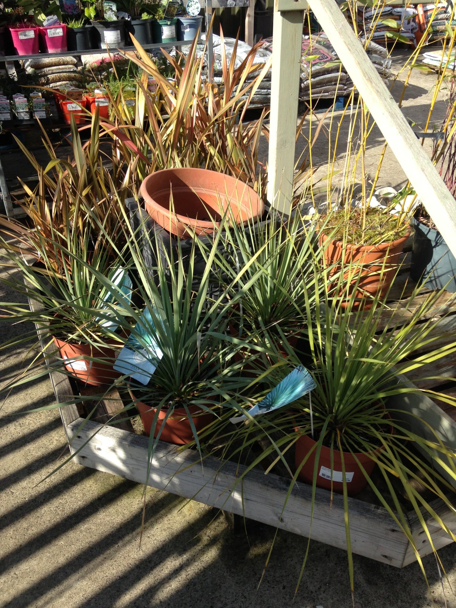 IMG_0013.jpeg