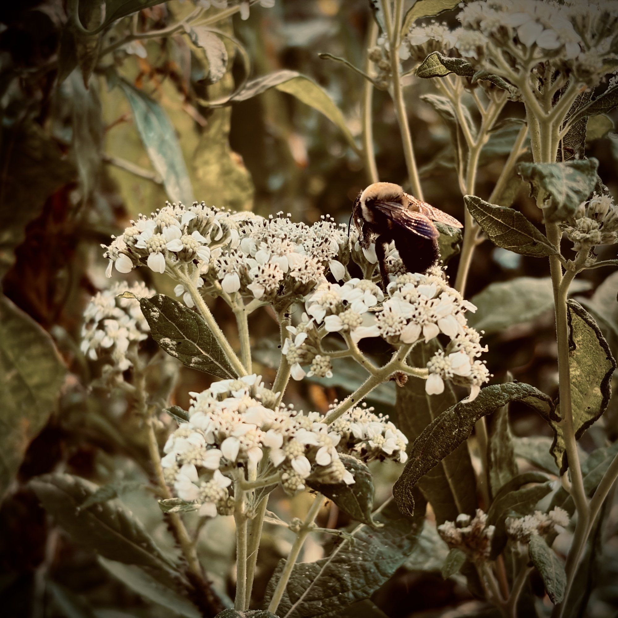 IMG_0021.jpeg