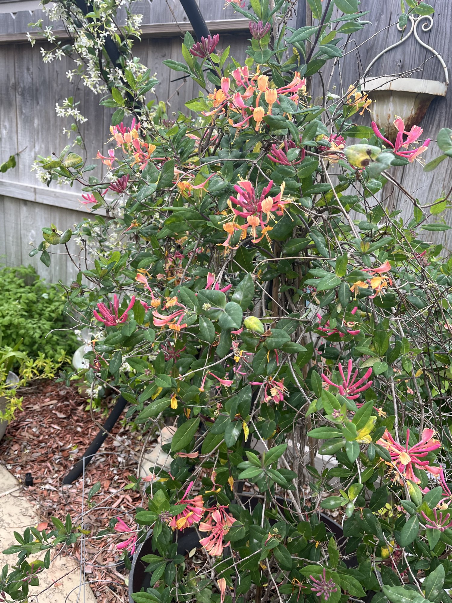 IMG_0064.jpeg