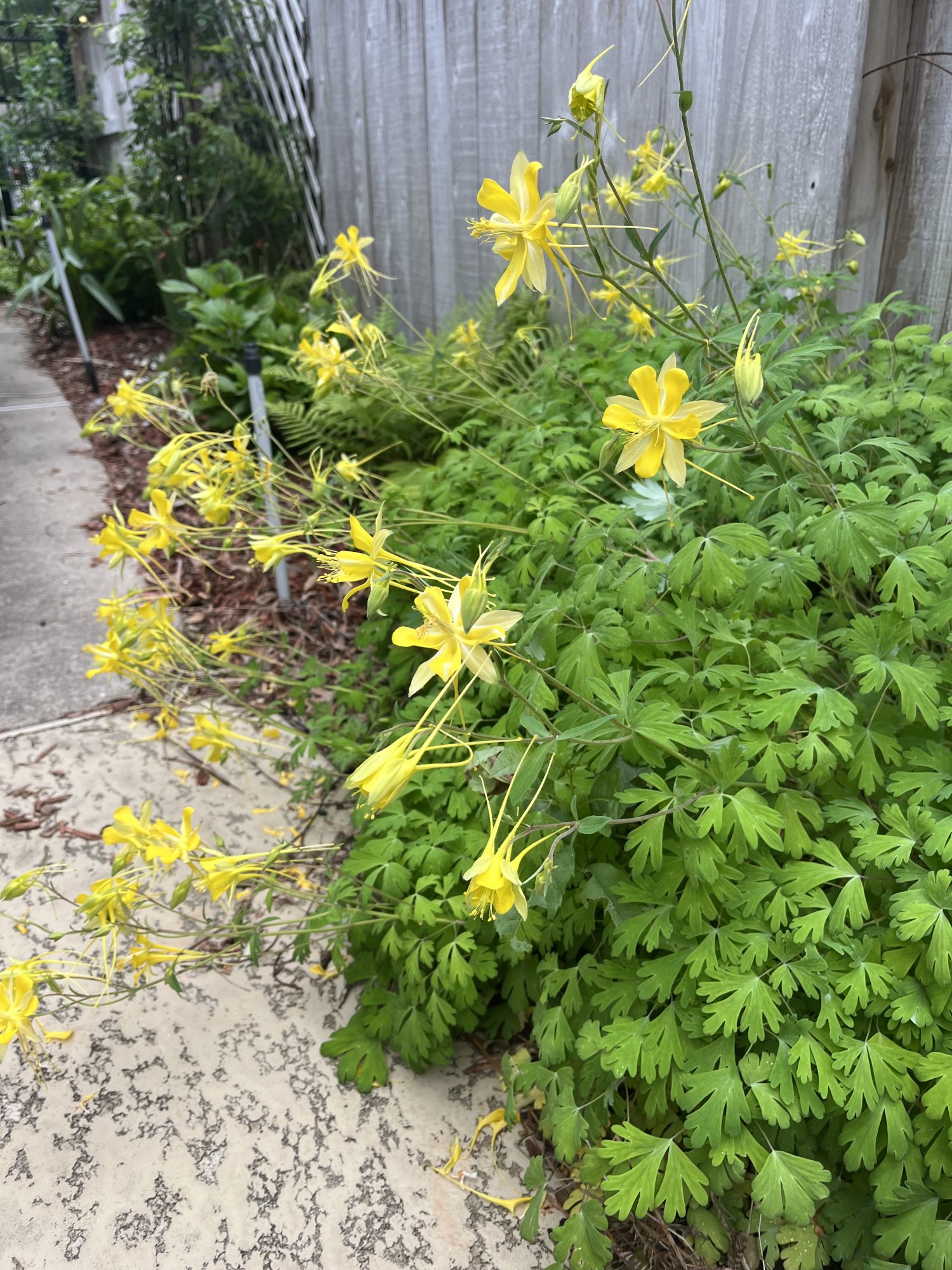 IMG_0070.jpeg