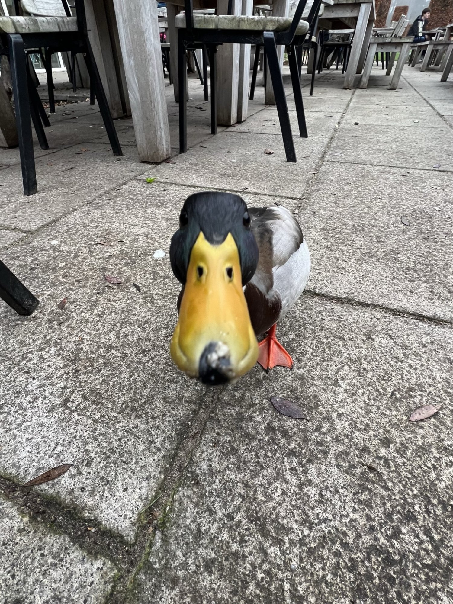 IMG_0106.jpeg