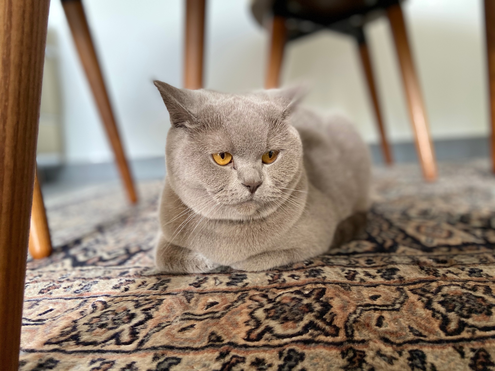 IMG_0186.jpeg