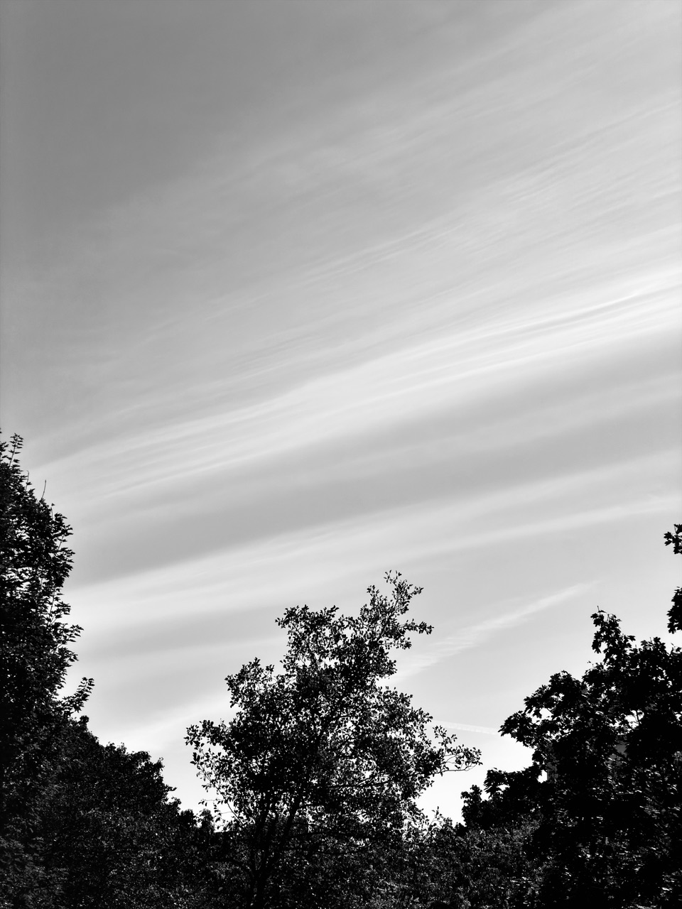 IMG_0204.jpeg