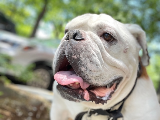 IMG_0323.jpeg