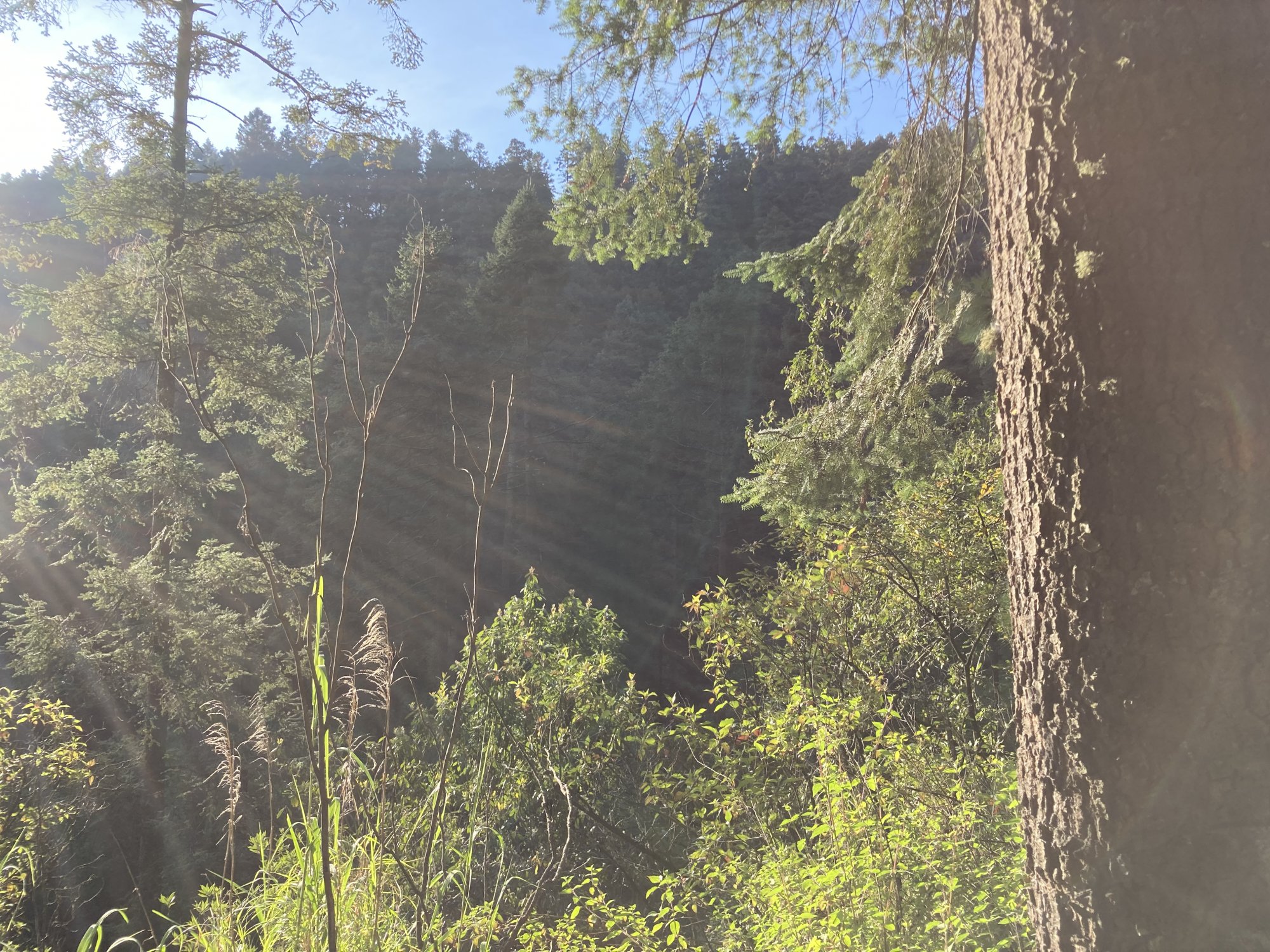 IMG_0414.jpeg