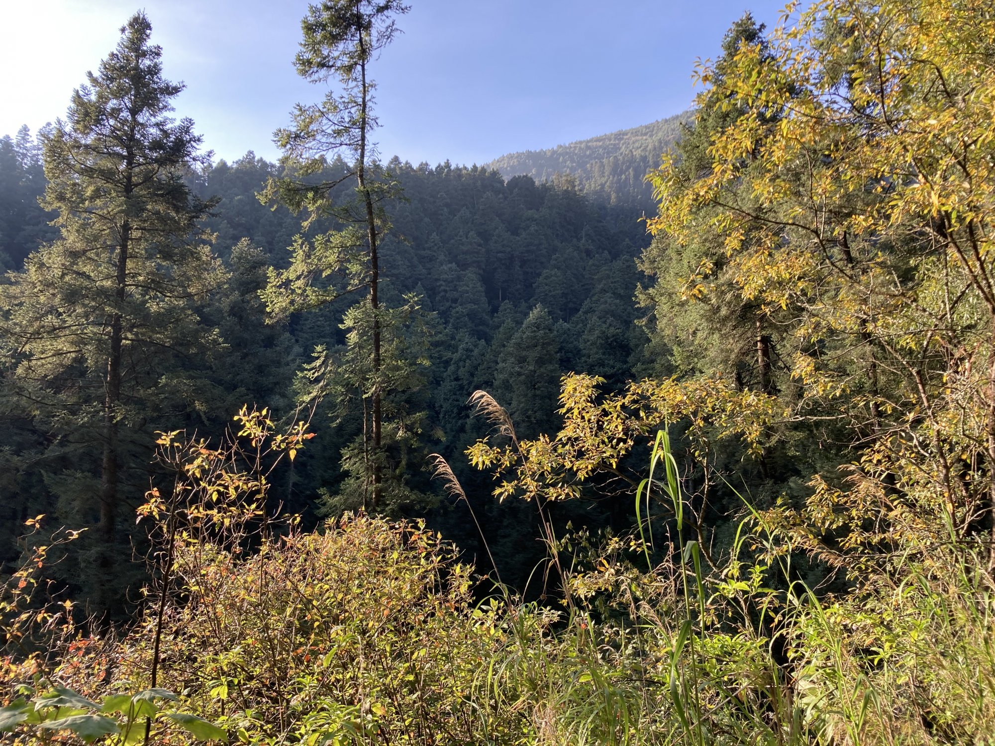 IMG_0417.jpeg