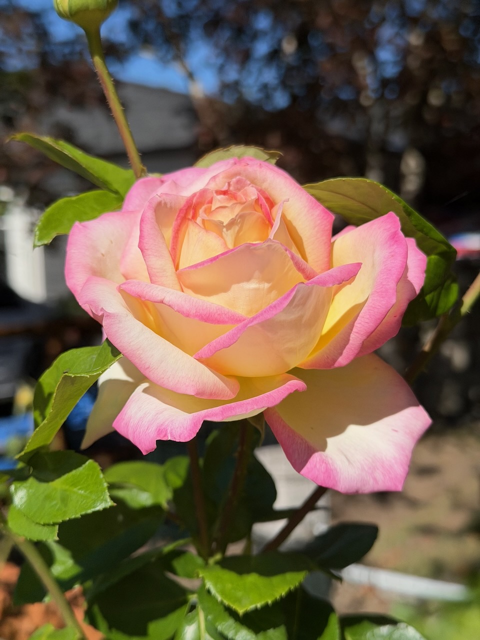 IMG_0476.jpeg