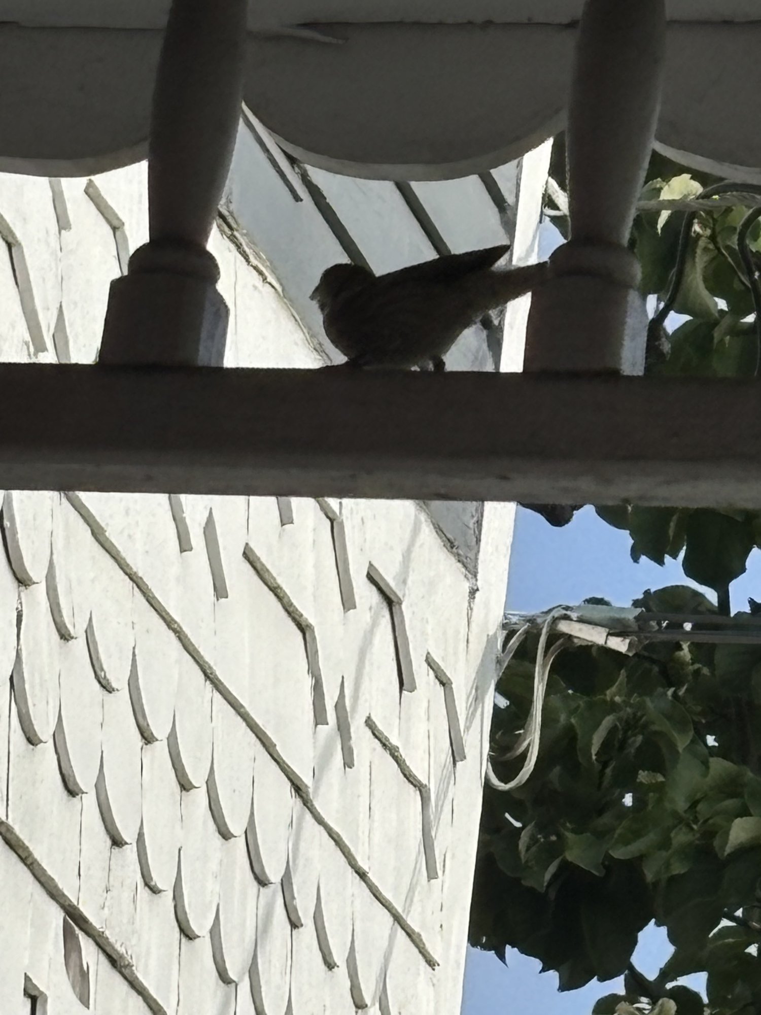 IMG_0502.jpeg