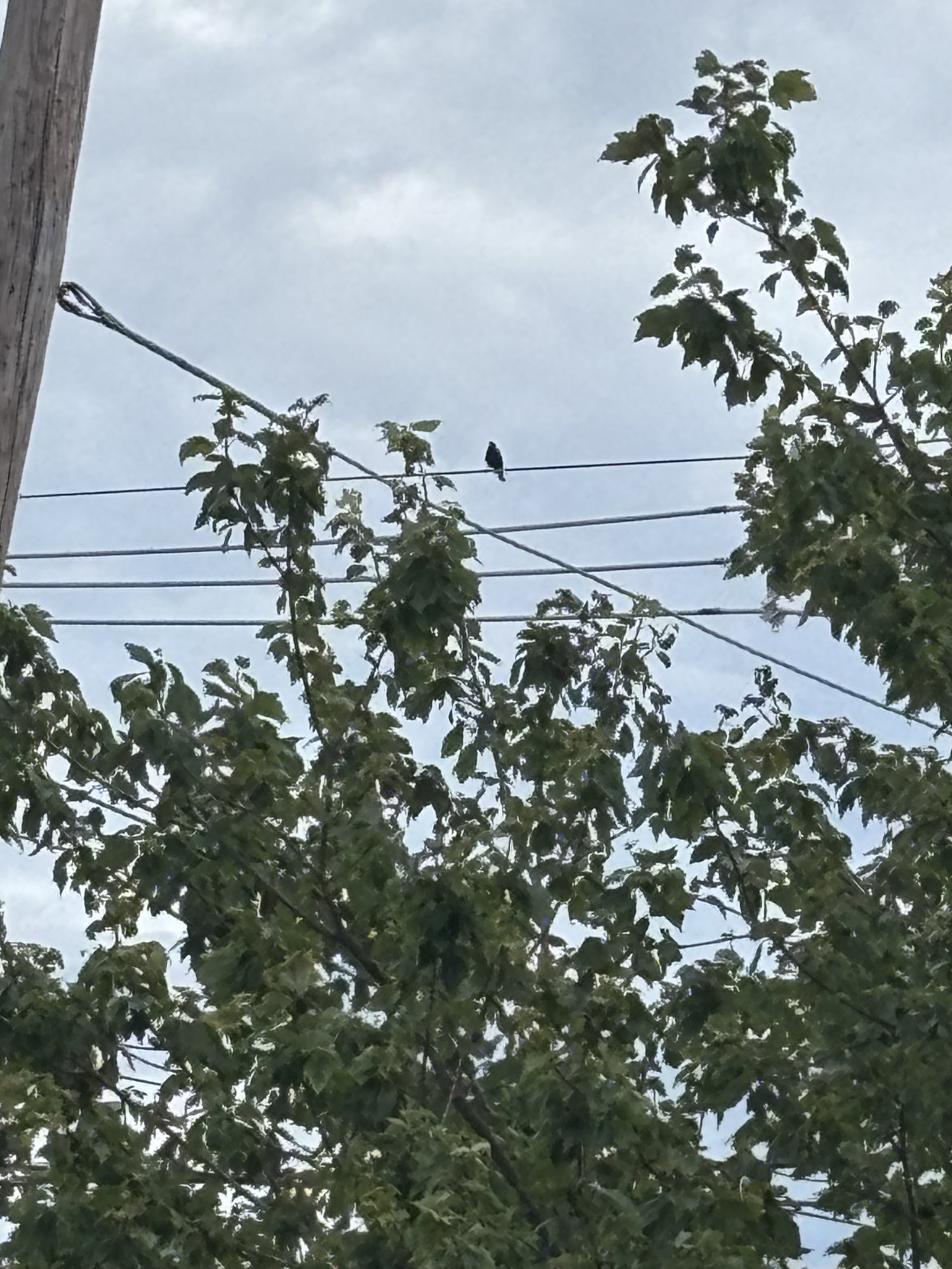 IMG_0507.jpeg
