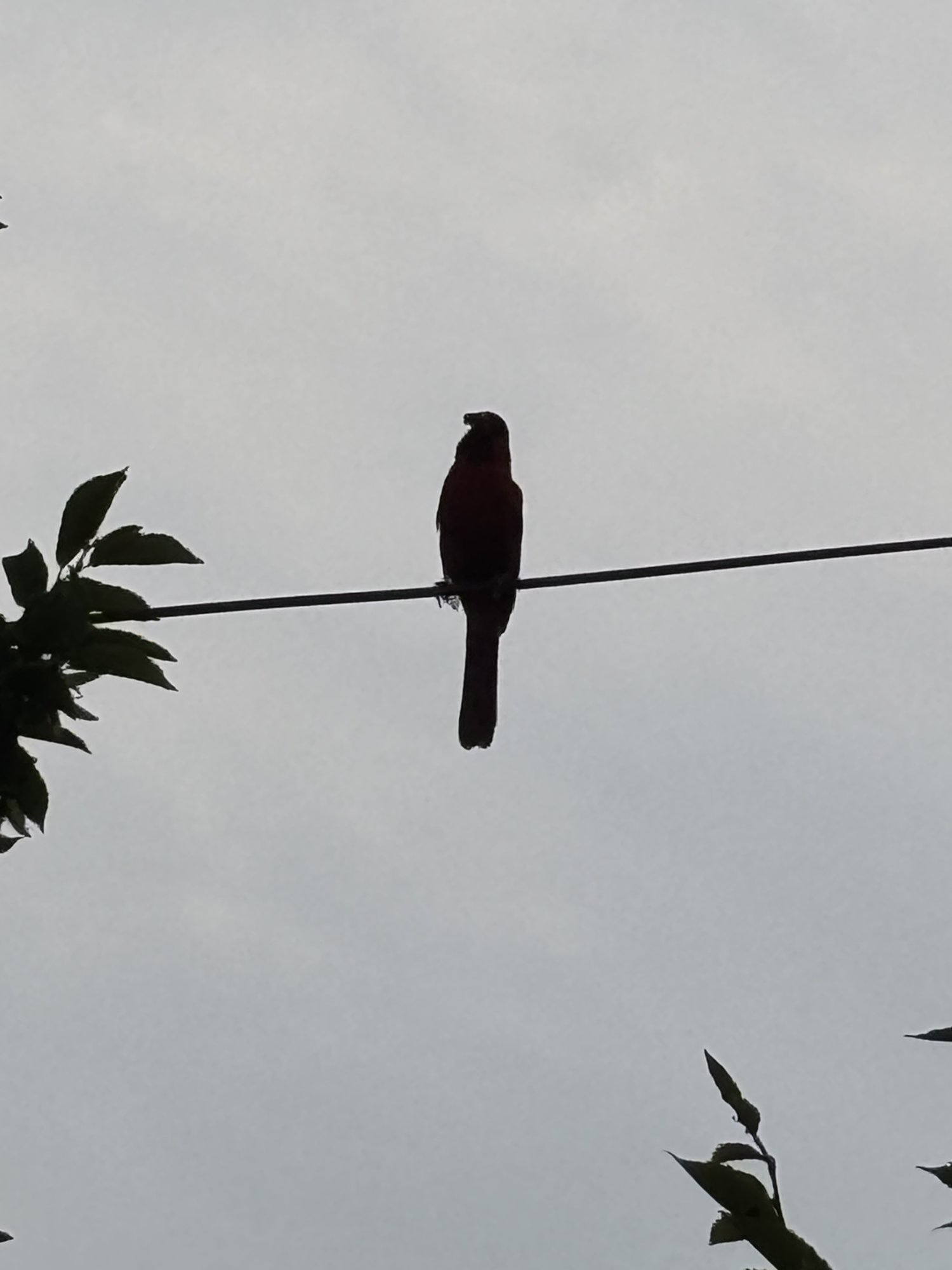 IMG_0518.jpeg