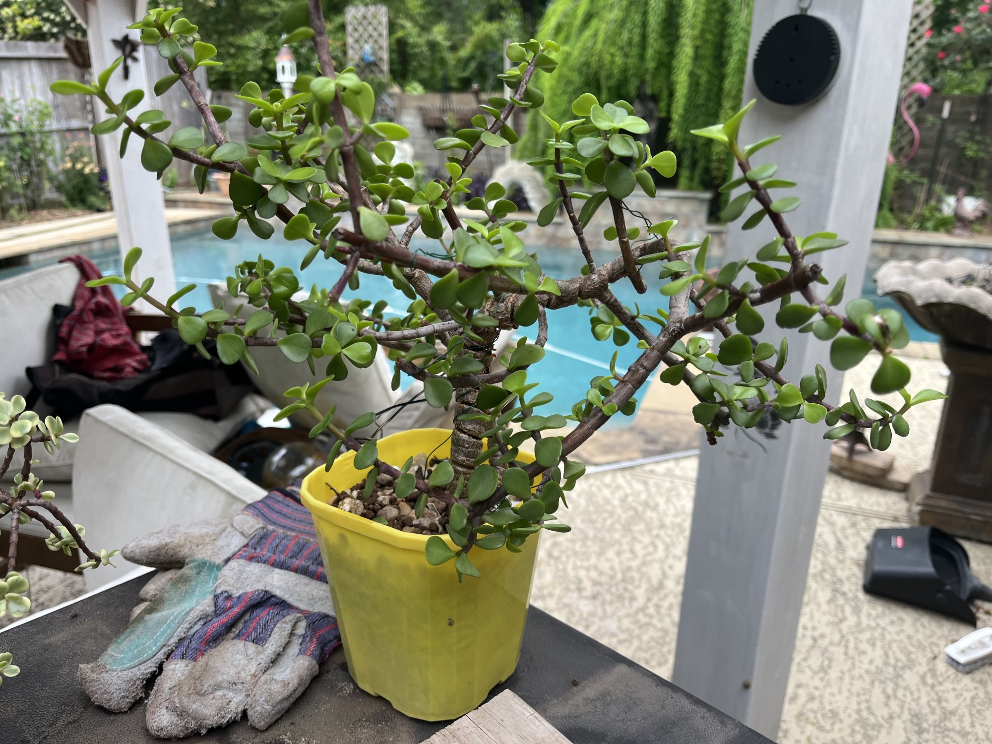 IMG_0527.jpeg