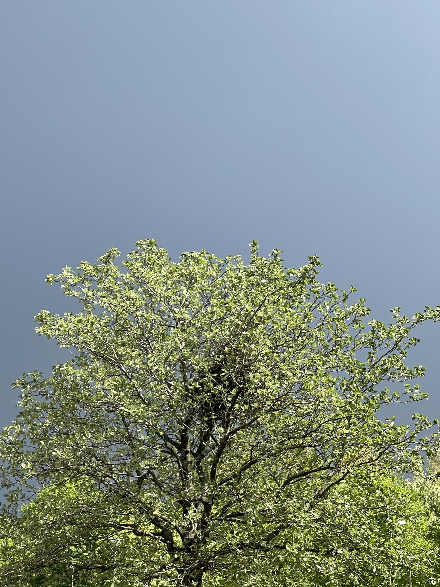IMG_0534.jpeg