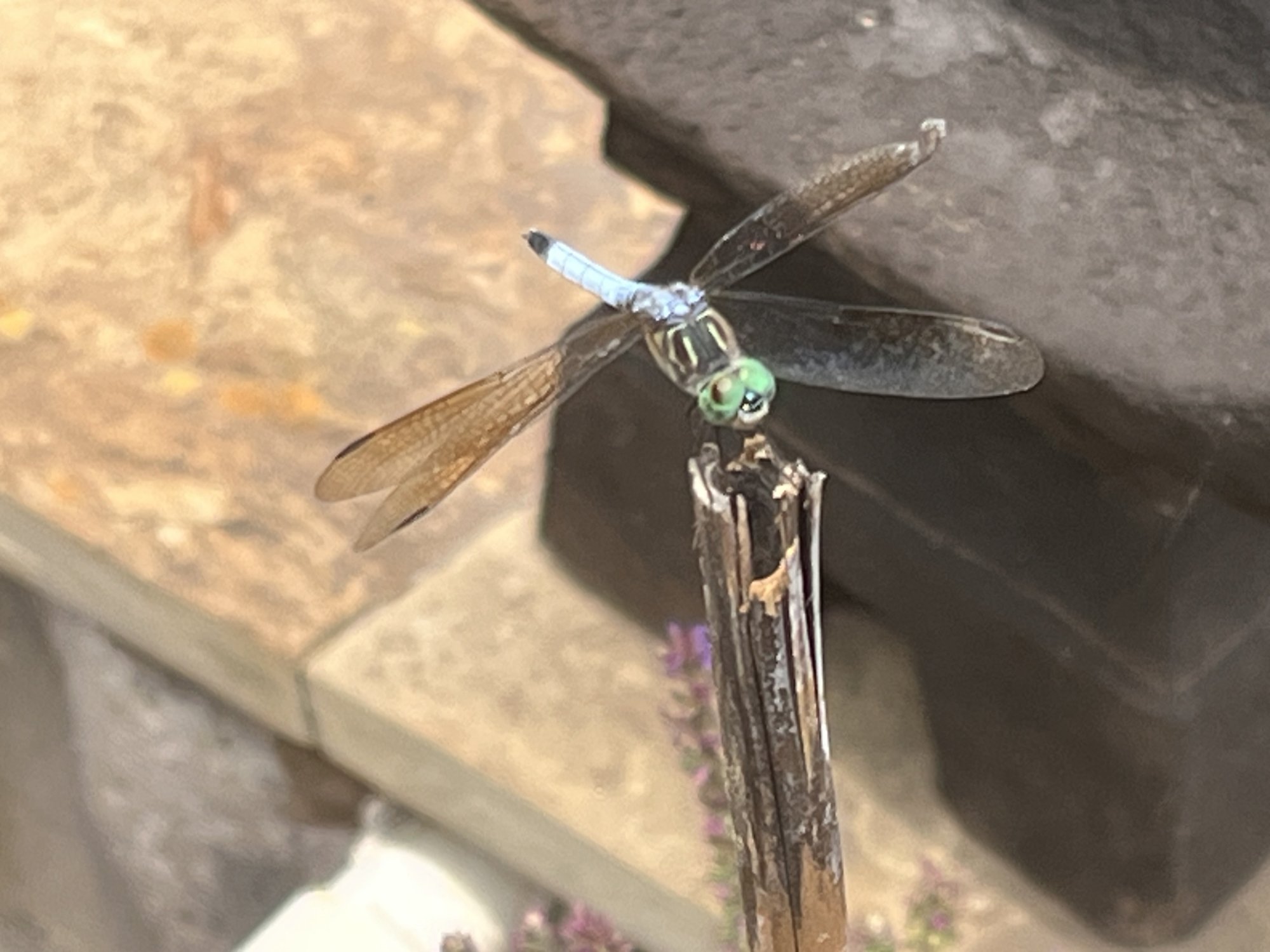 IMG_0638.jpeg