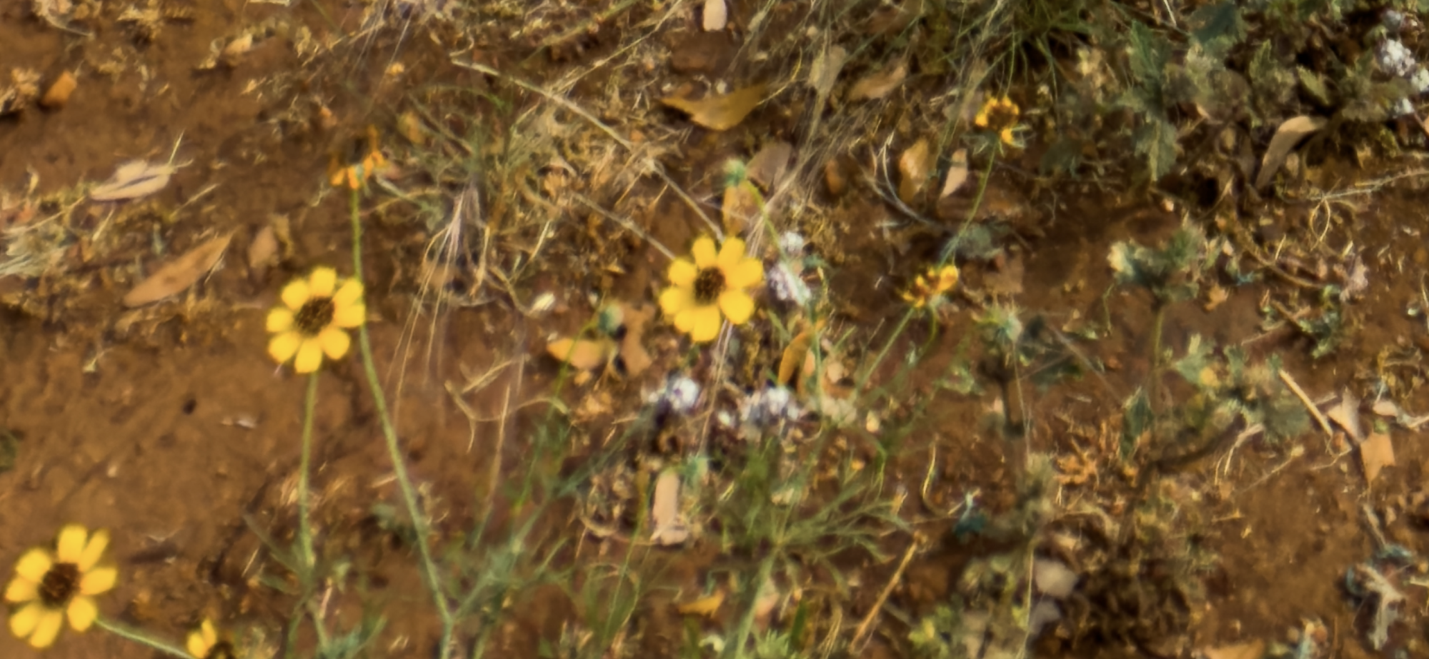 IMG_0780.png
