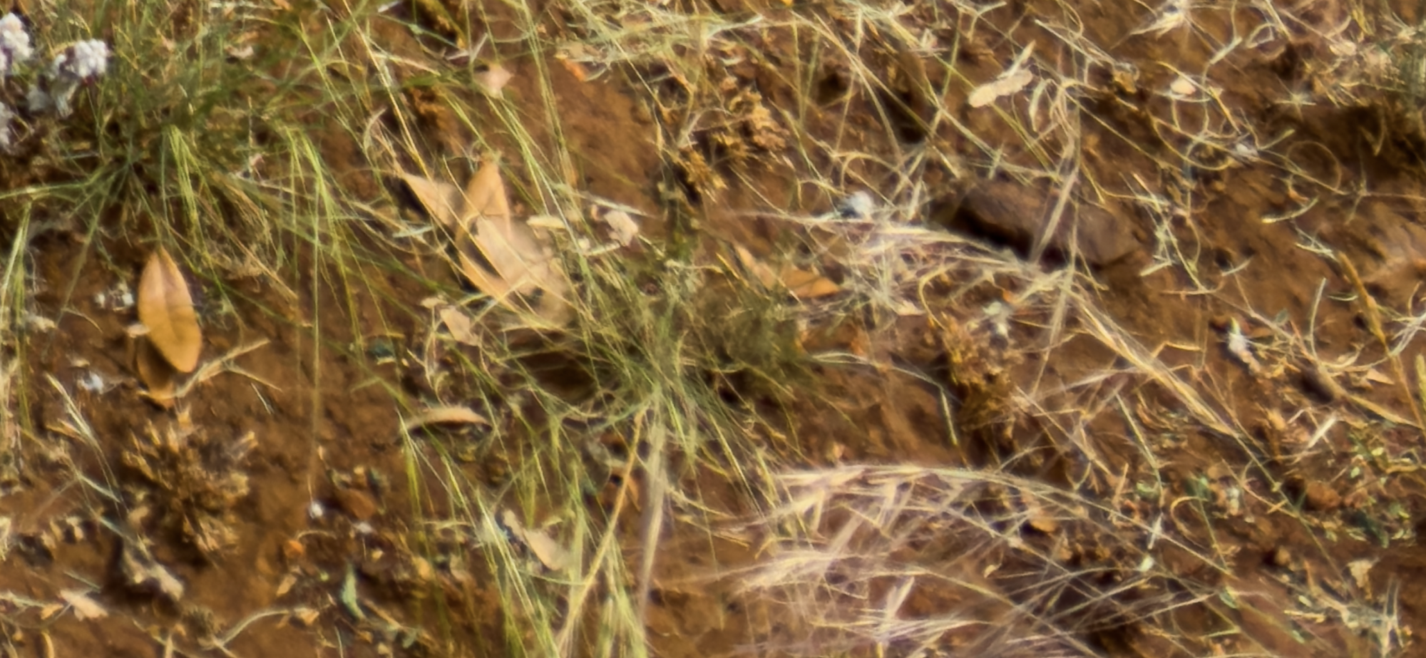 IMG_0781.png