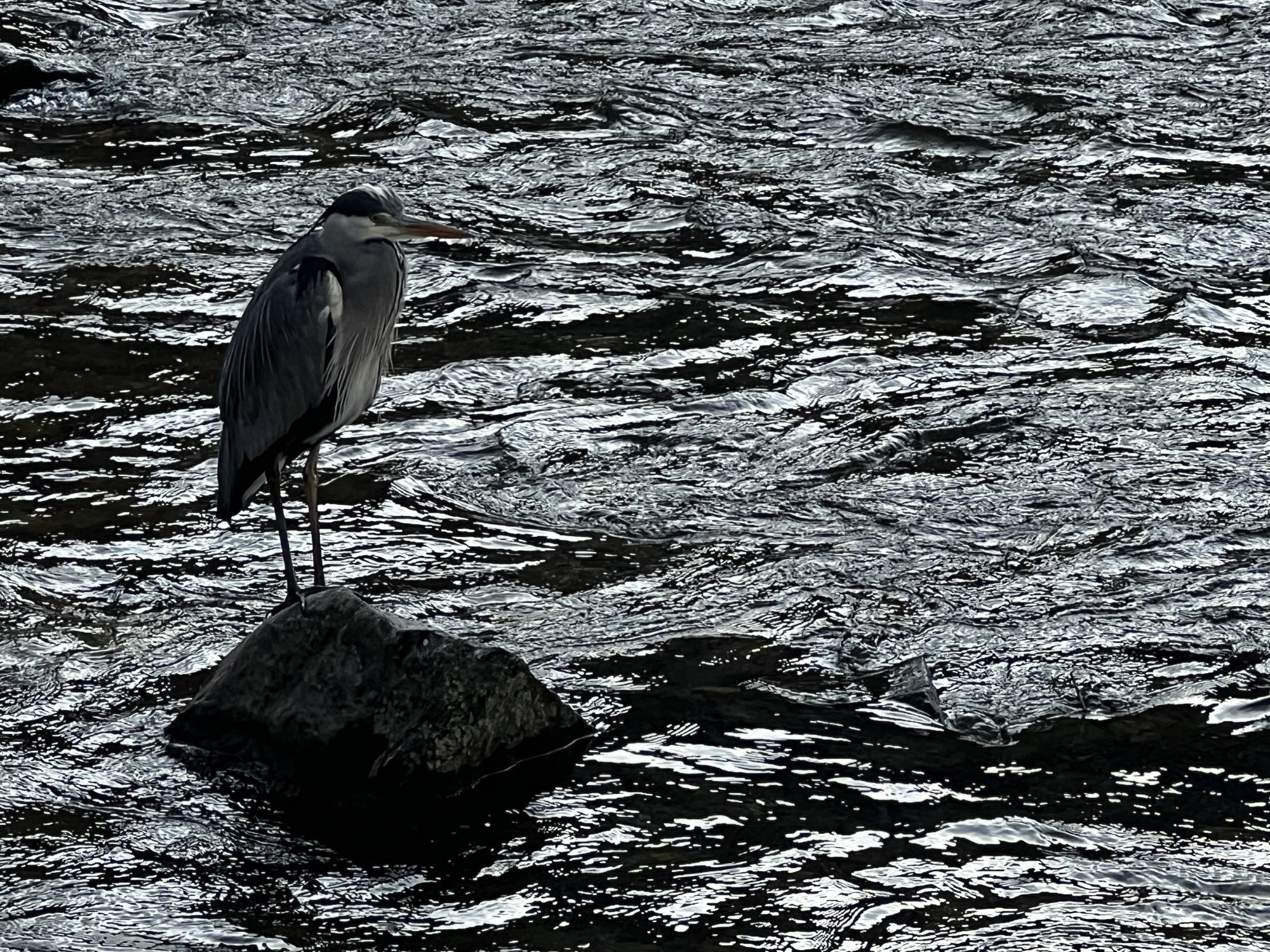 IMG_0841.jpeg