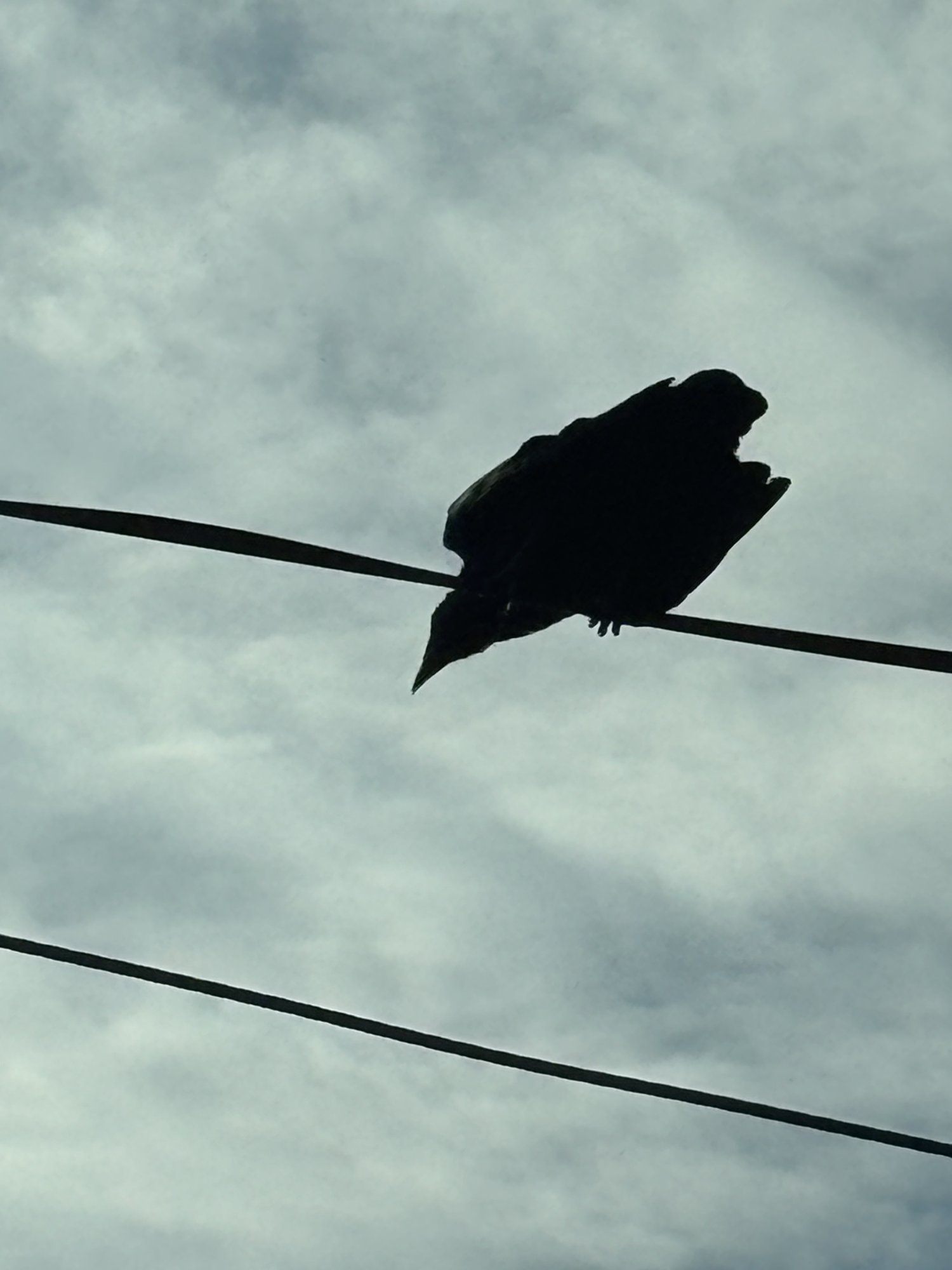 IMG_1017.jpeg