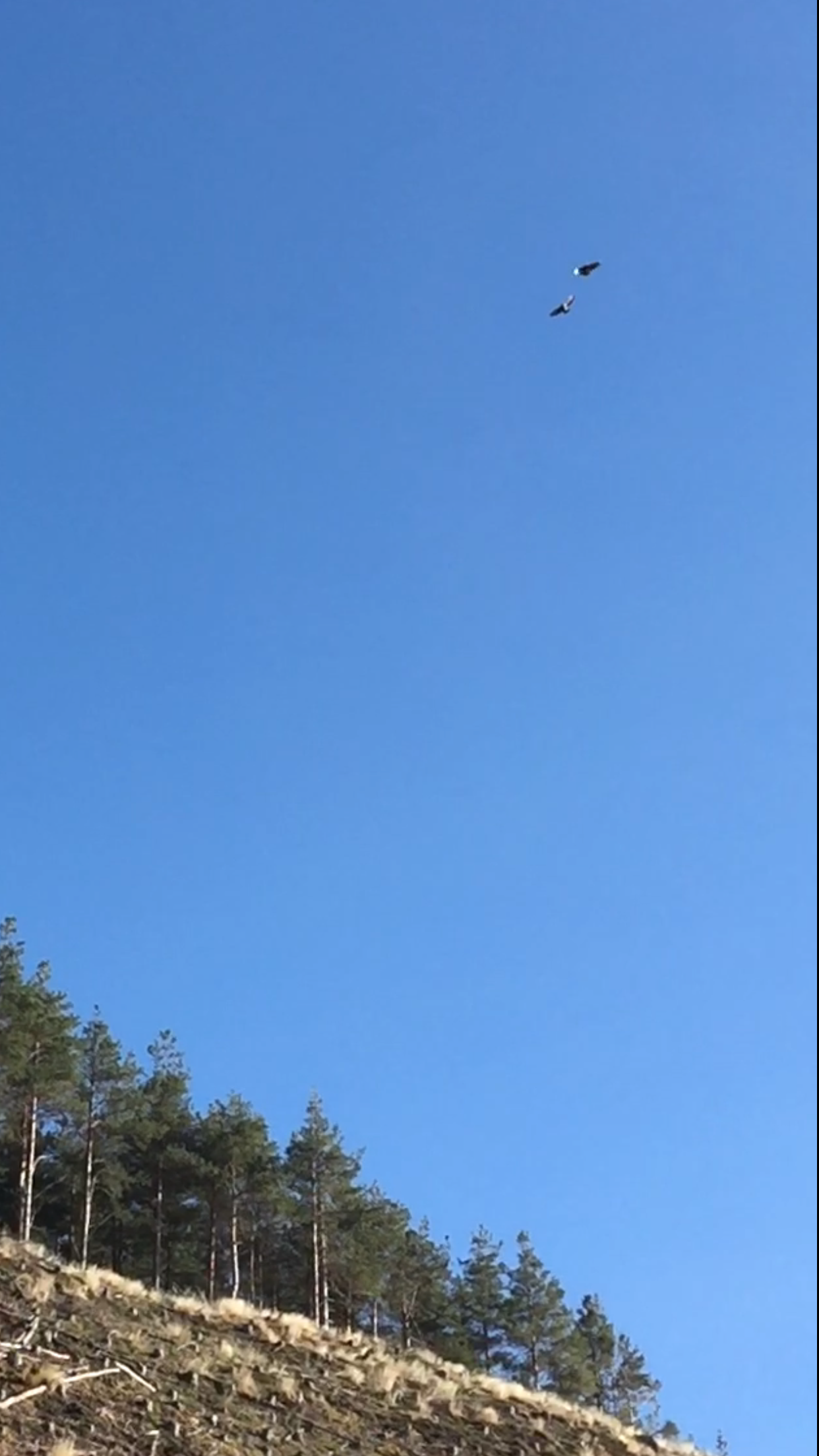 IMG_1224.PNG