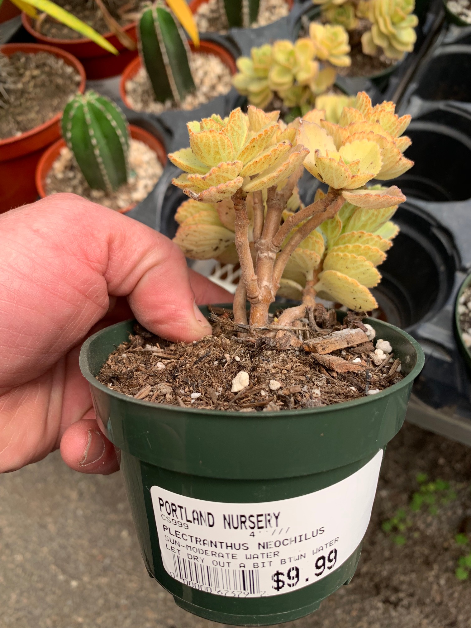 Ugg store dakota succulent