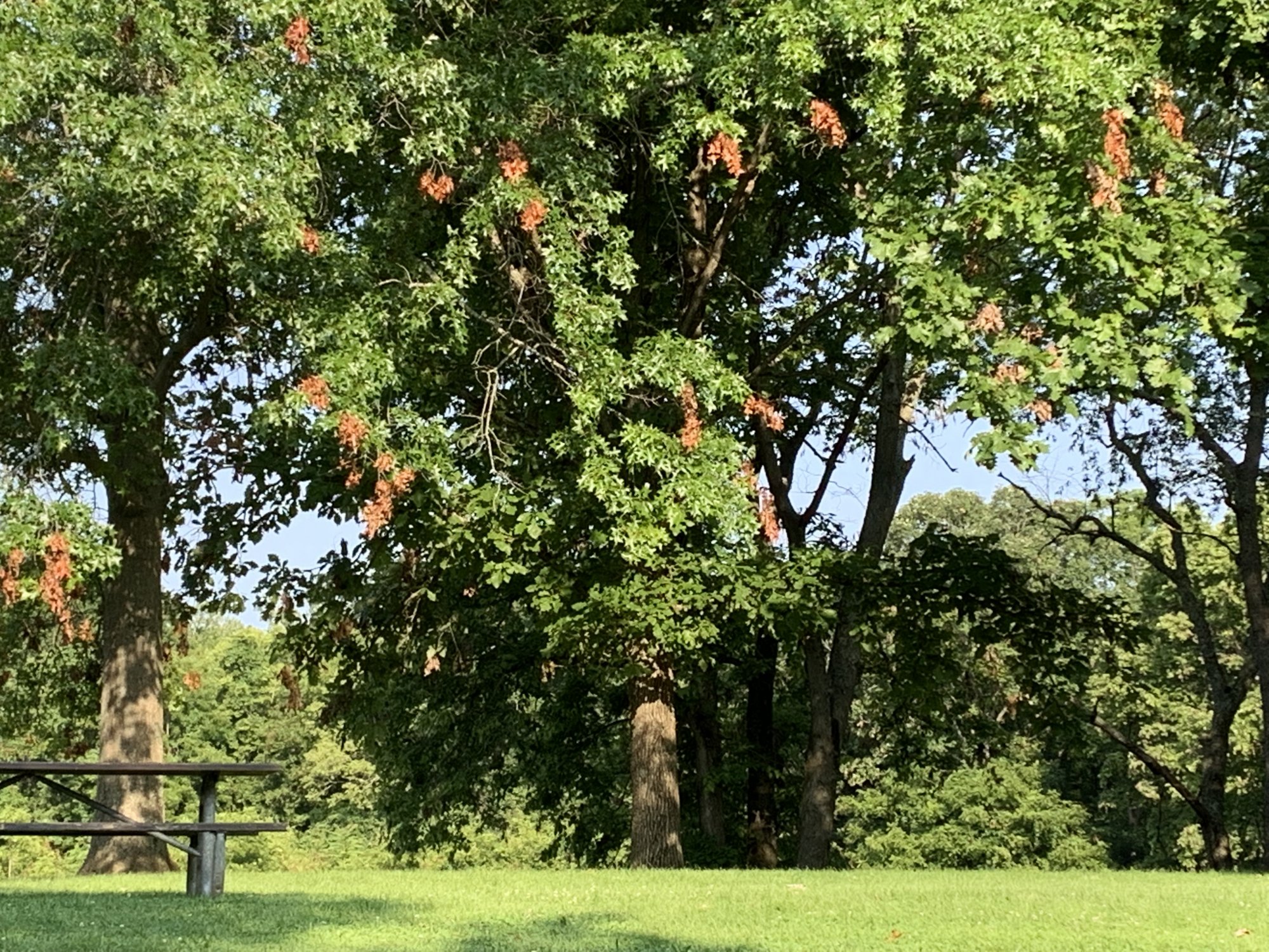 IMG_1368.jpeg