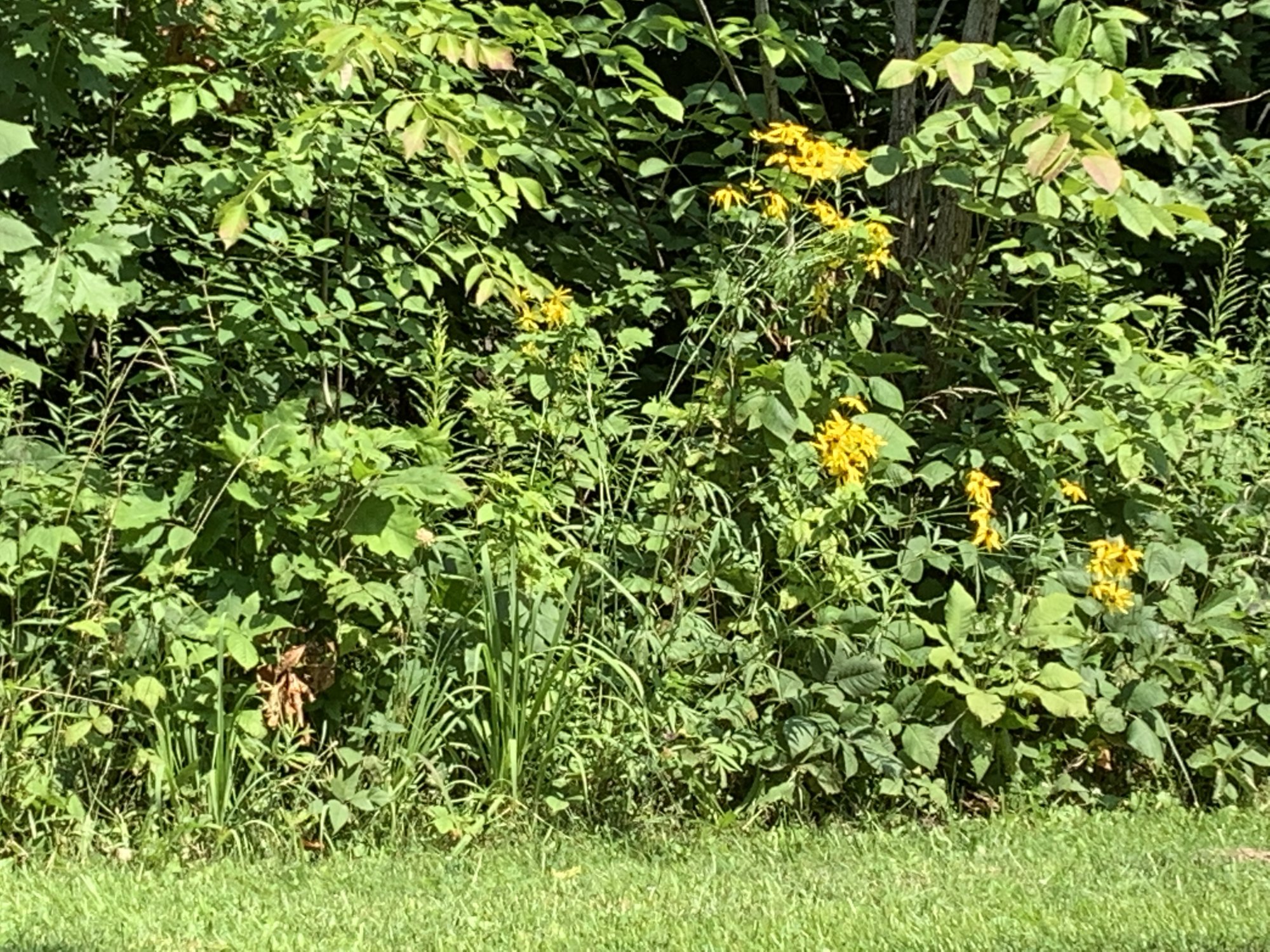 IMG_1369.jpeg