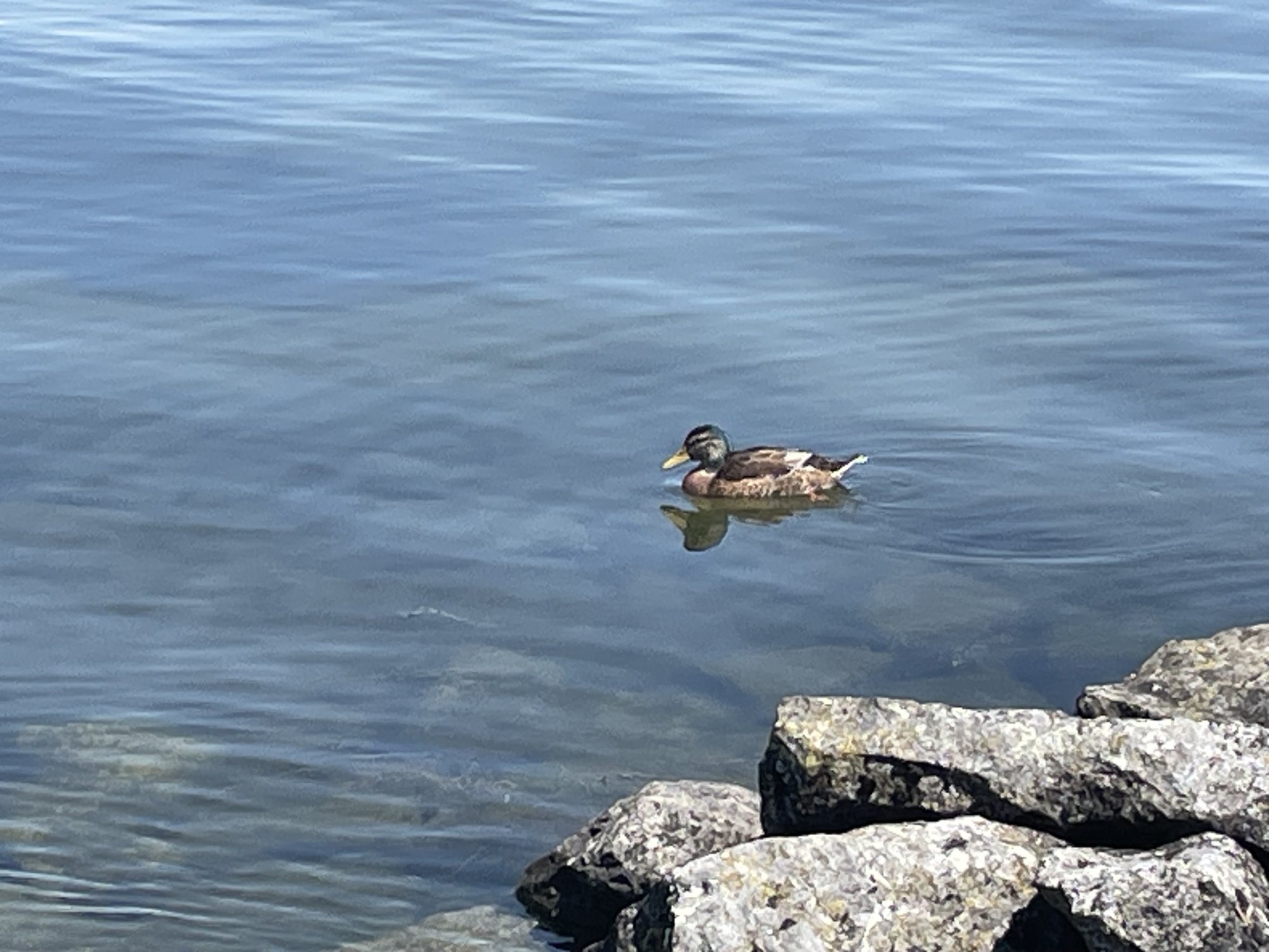 IMG_1592.jpeg