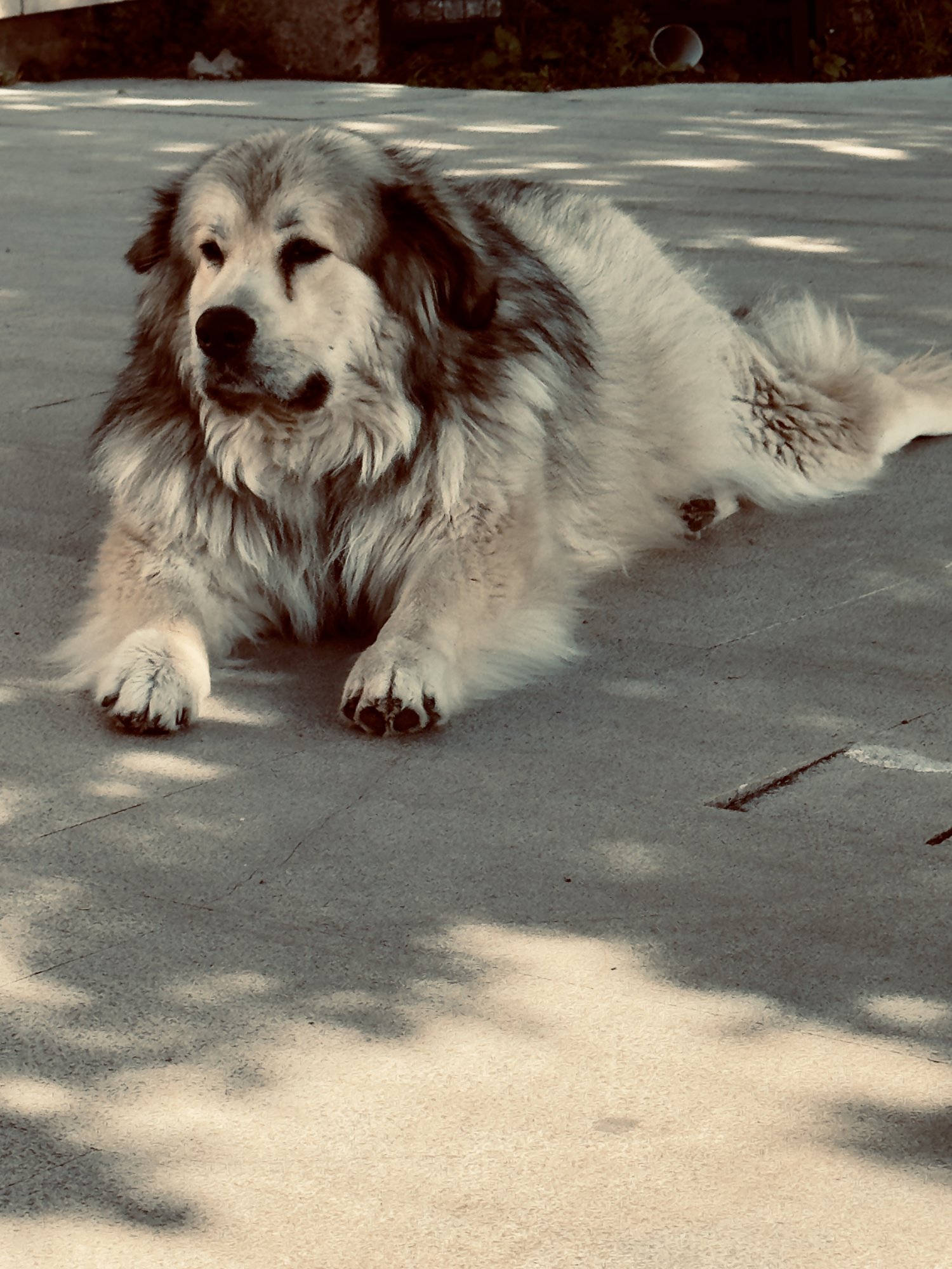 IMG_1637.jpeg