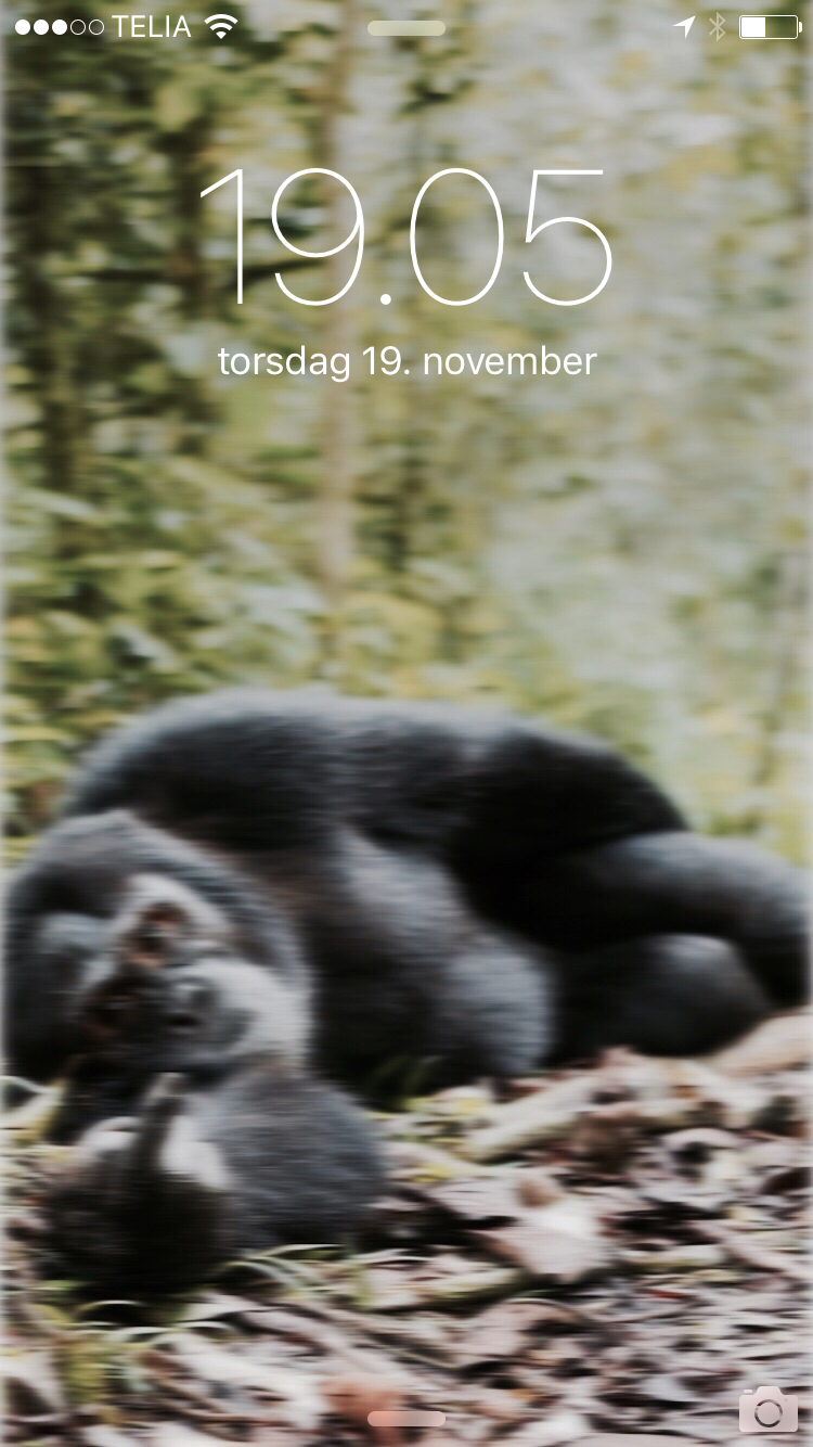 IMG_2010.PNG