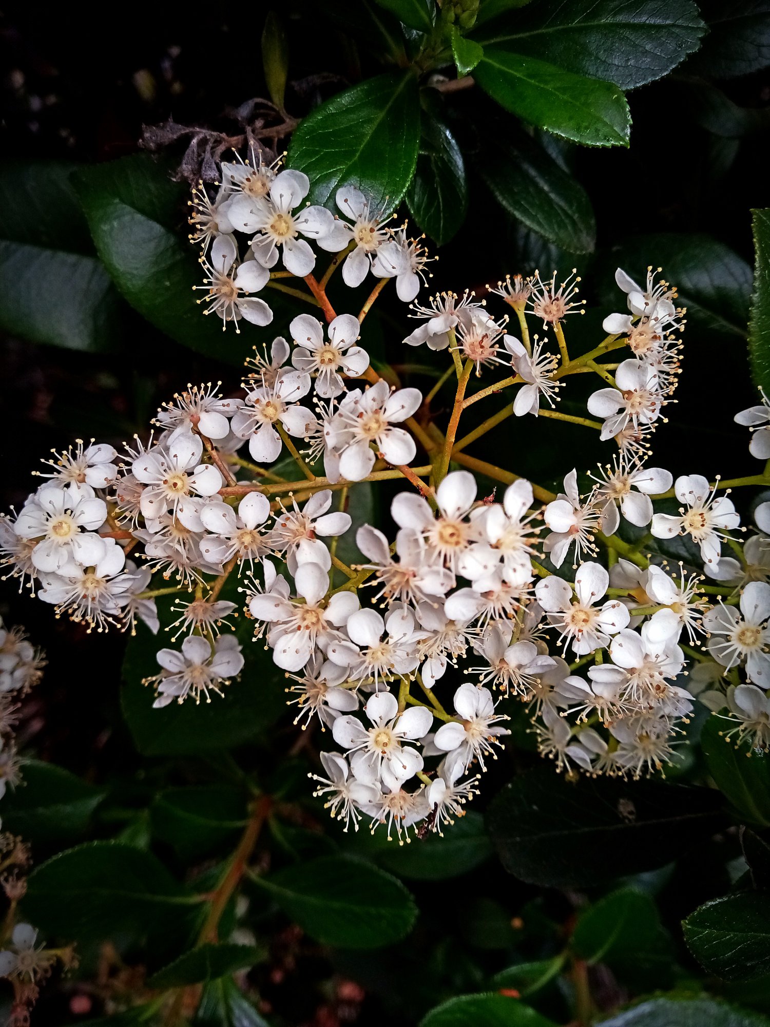 IMG_20250425_161036 xv.jpg