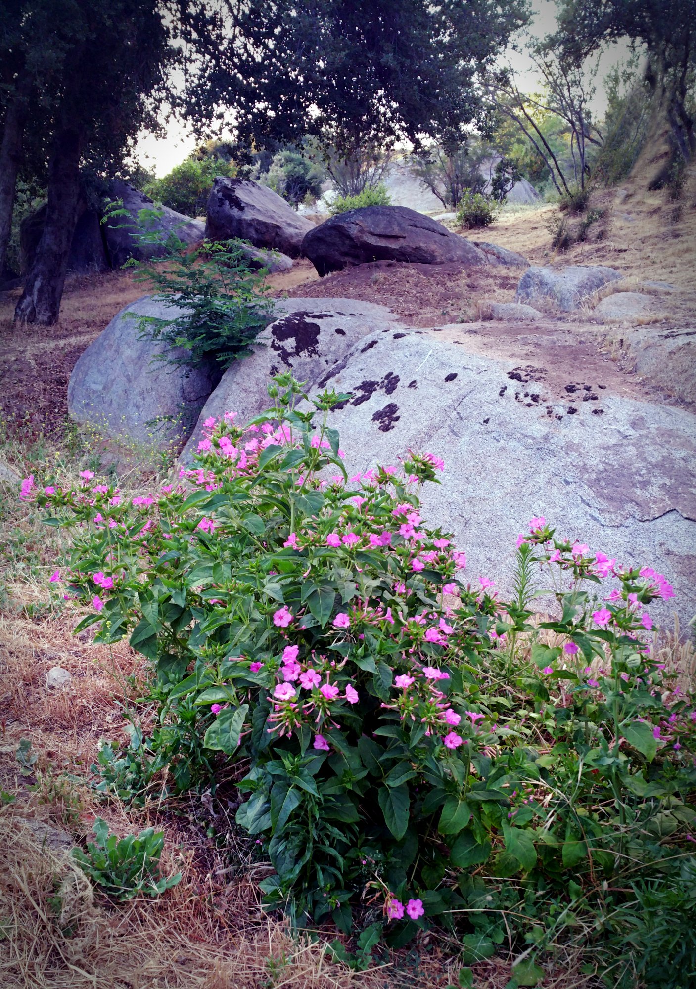 IMG_20250701_194610 cropxS2.jpg