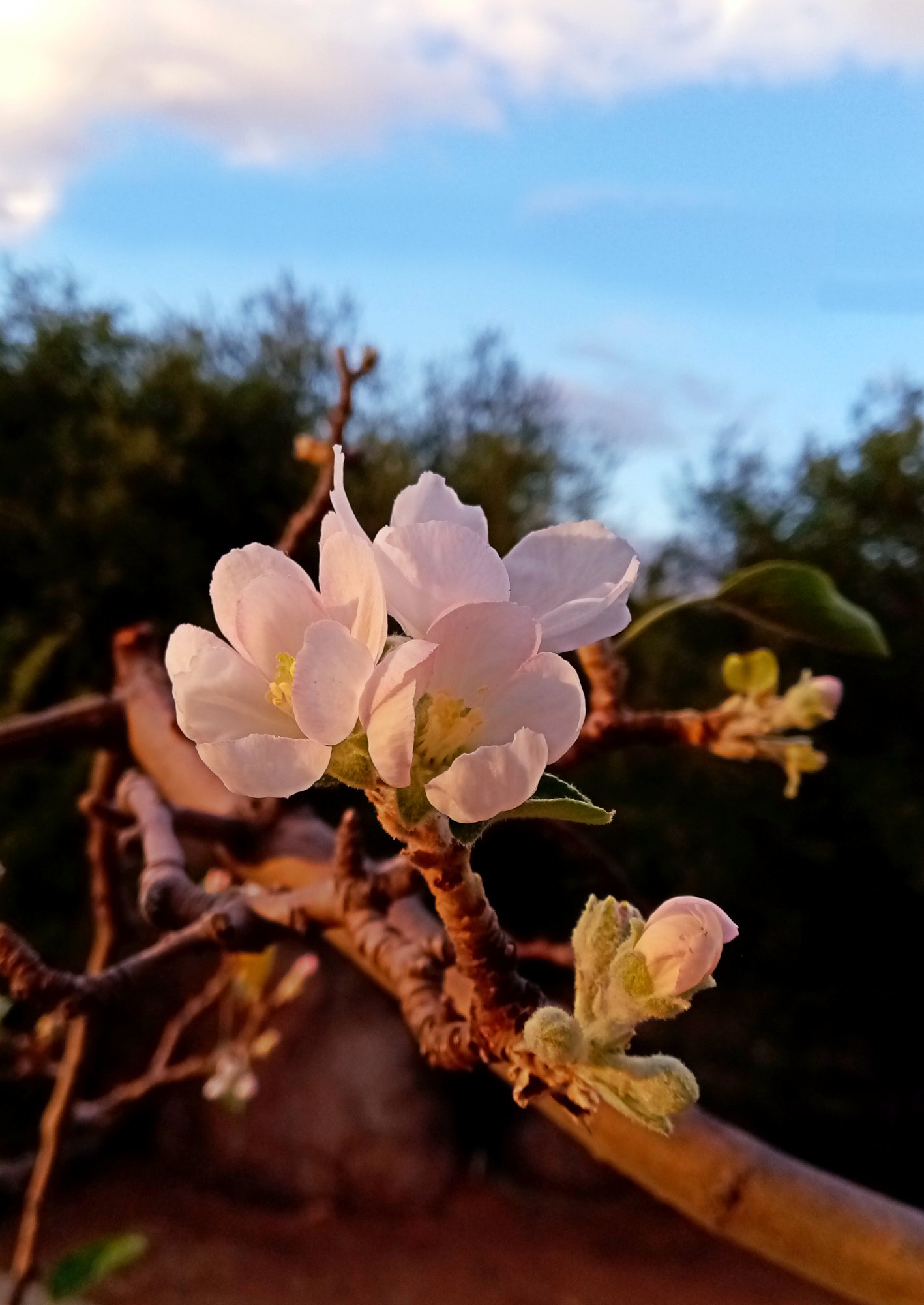 IMG_20250918_182614 cropx.jpg