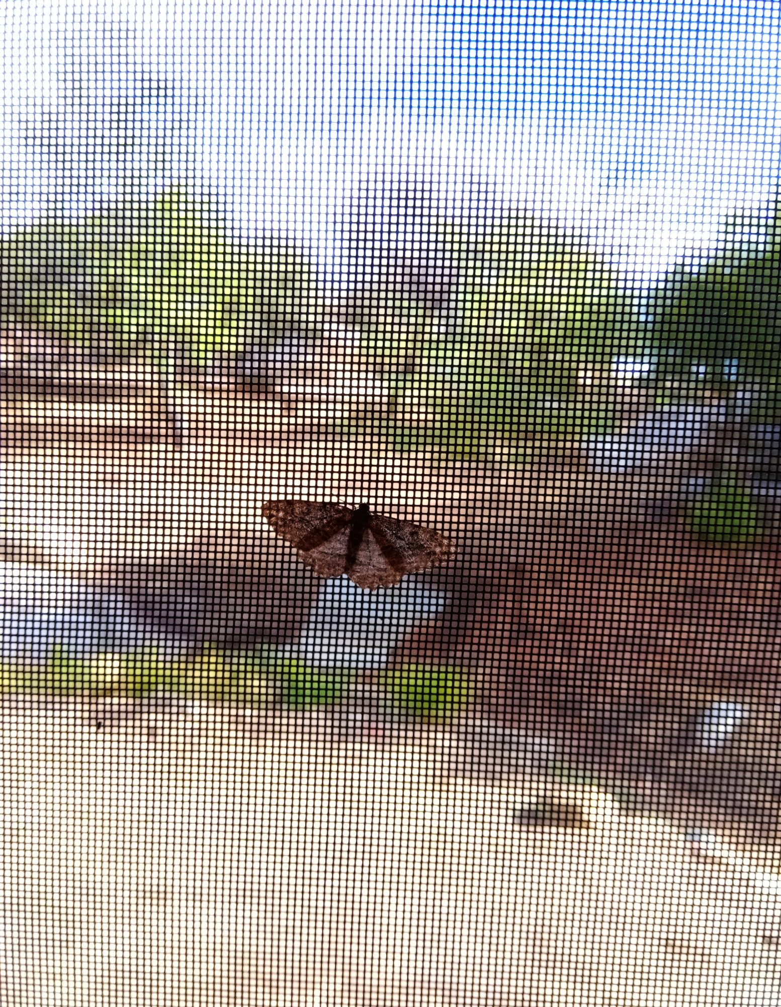 IMG_20251015_093657 x.jpg