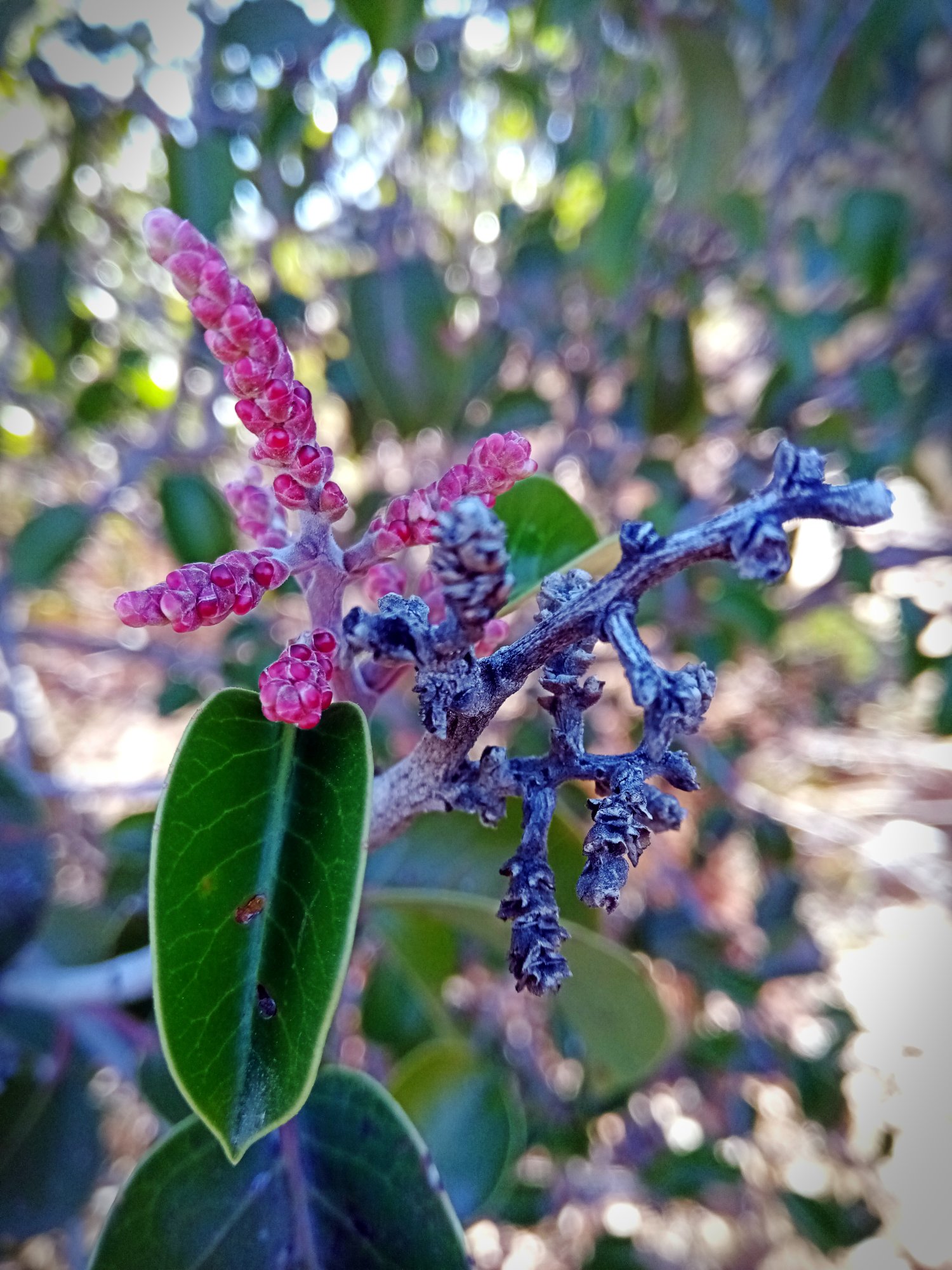 IMG_20251018_092057 xv.jpg