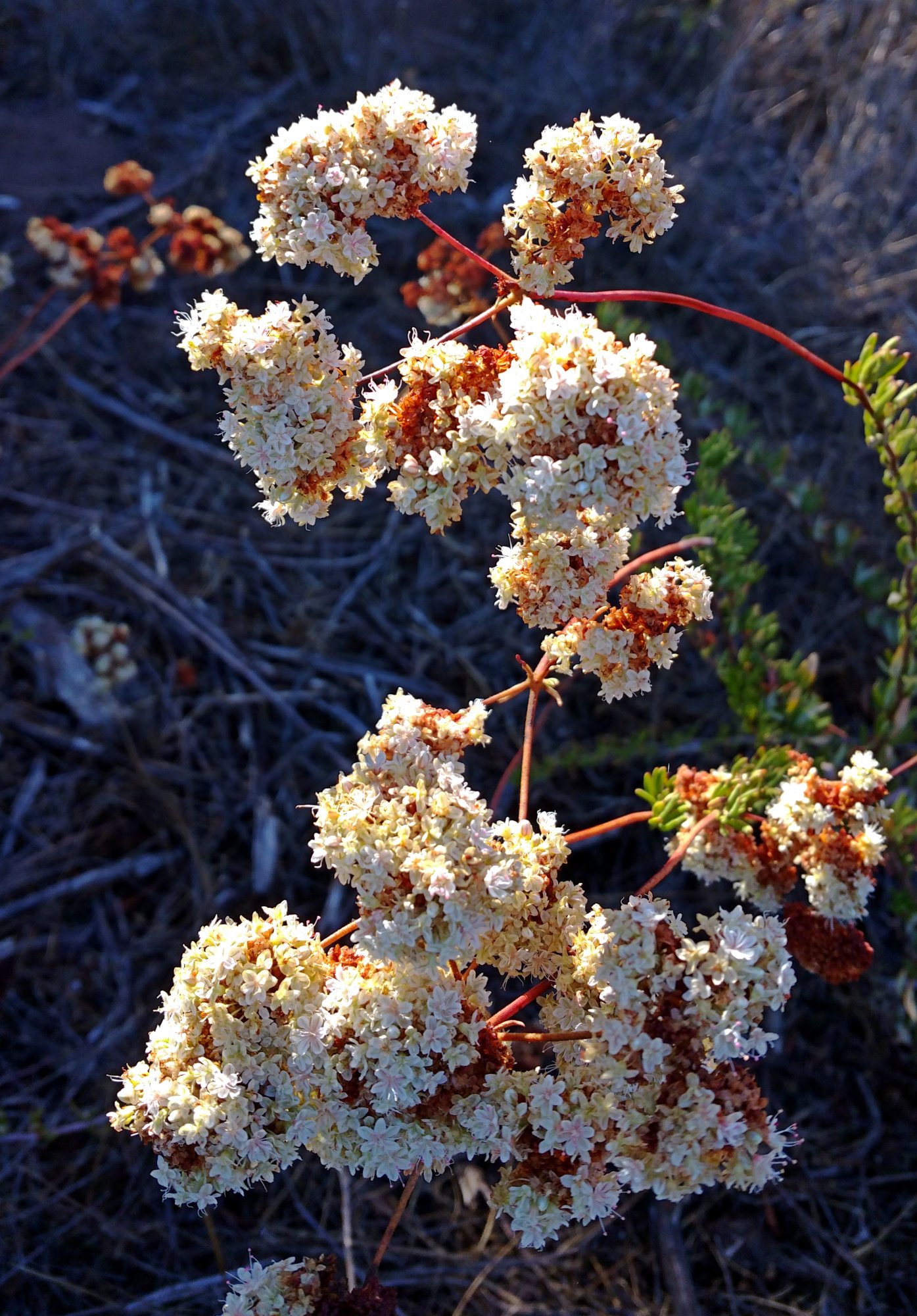 IMG_20251019_093636 x.jpg