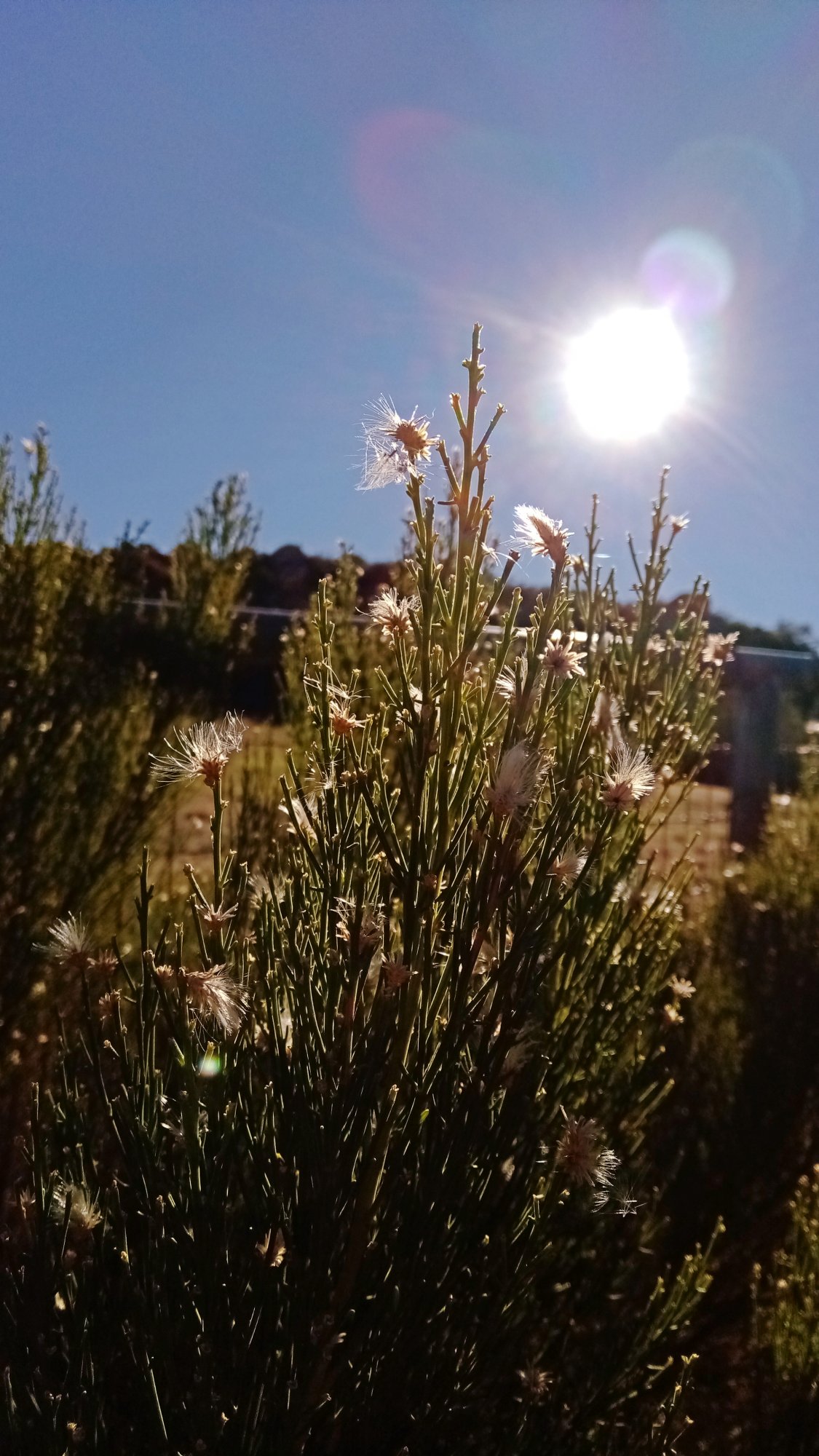 IMG_20251208_091104 x.jpg