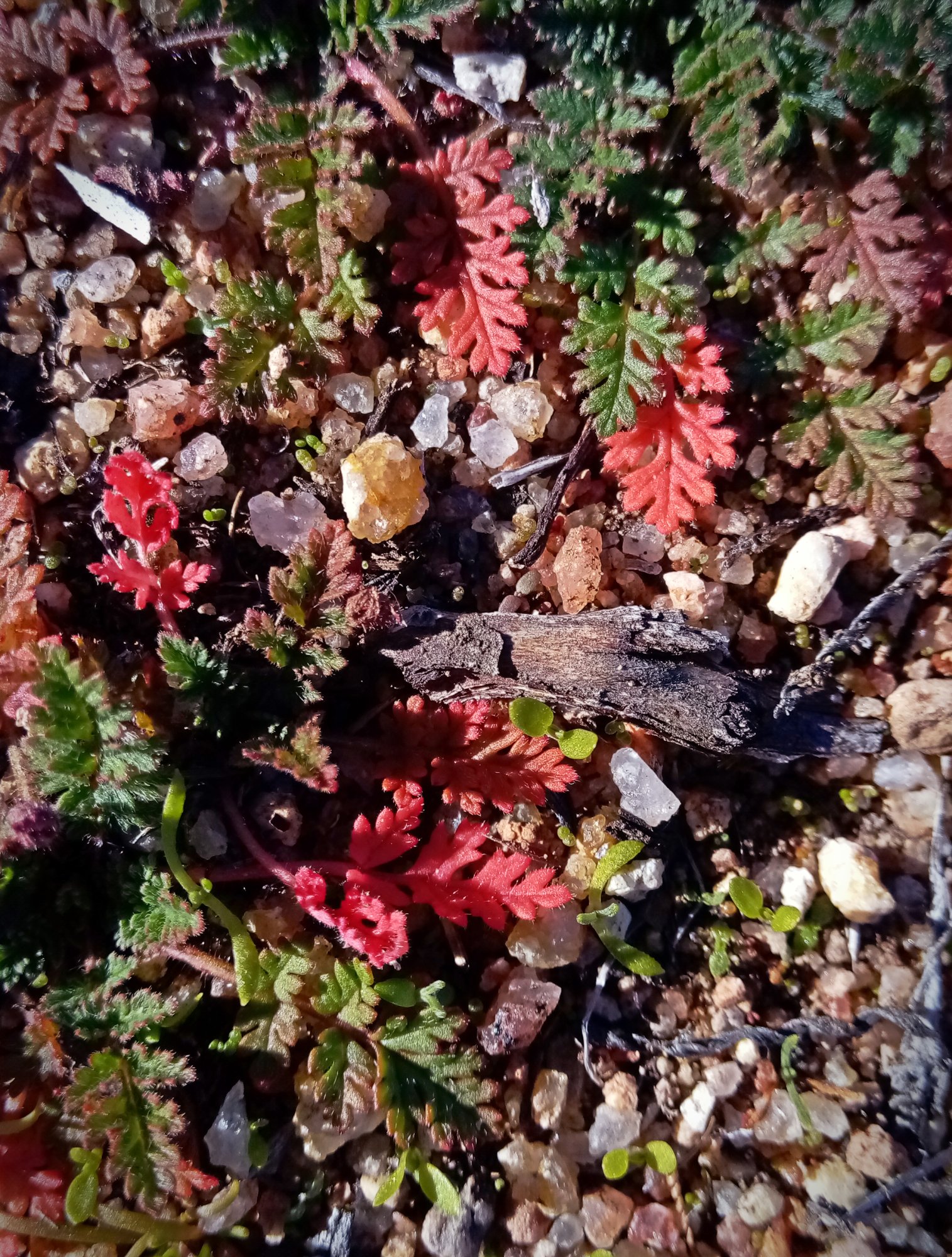 IMG_20251209_092100 cropxv.jpg