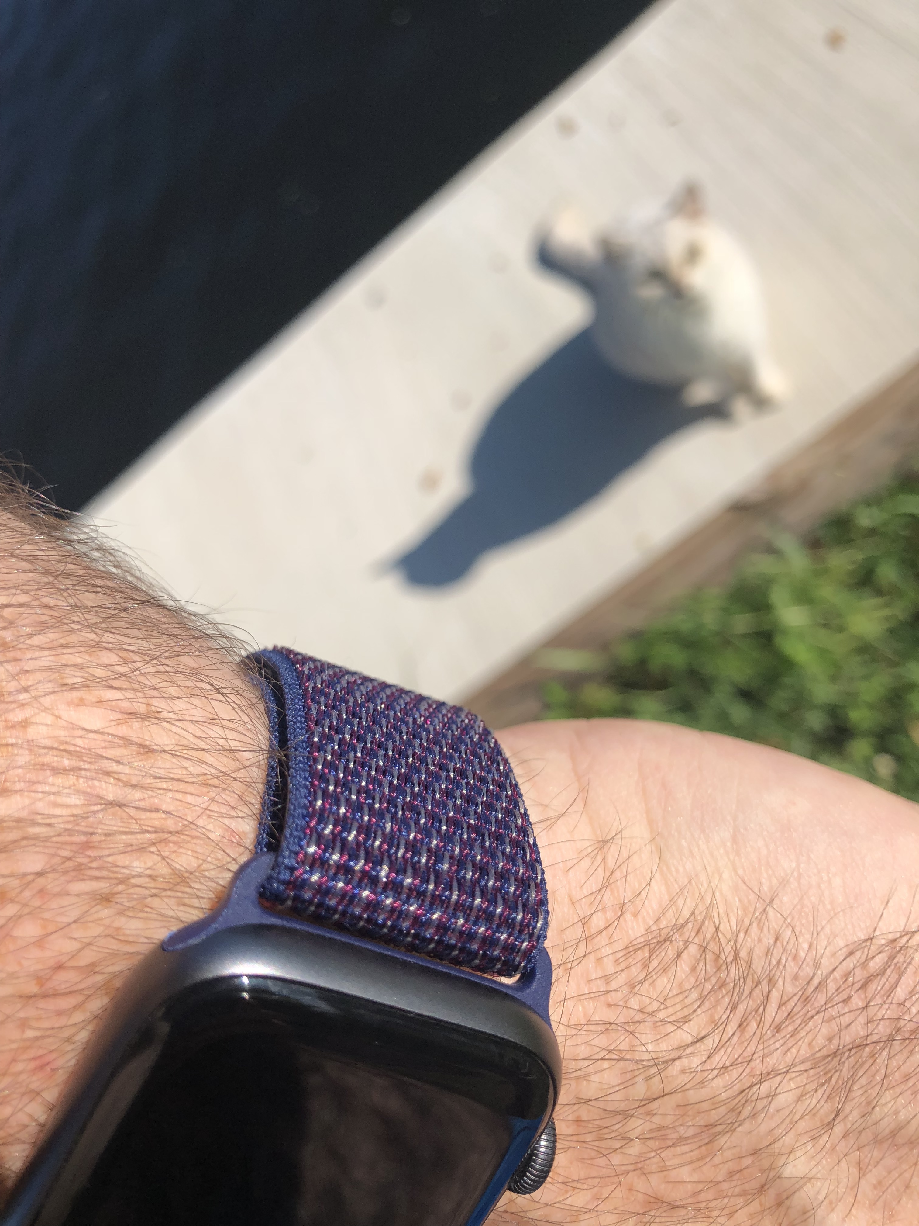 Pics or Video of Indigo Sport Loop | MacRumors Forums