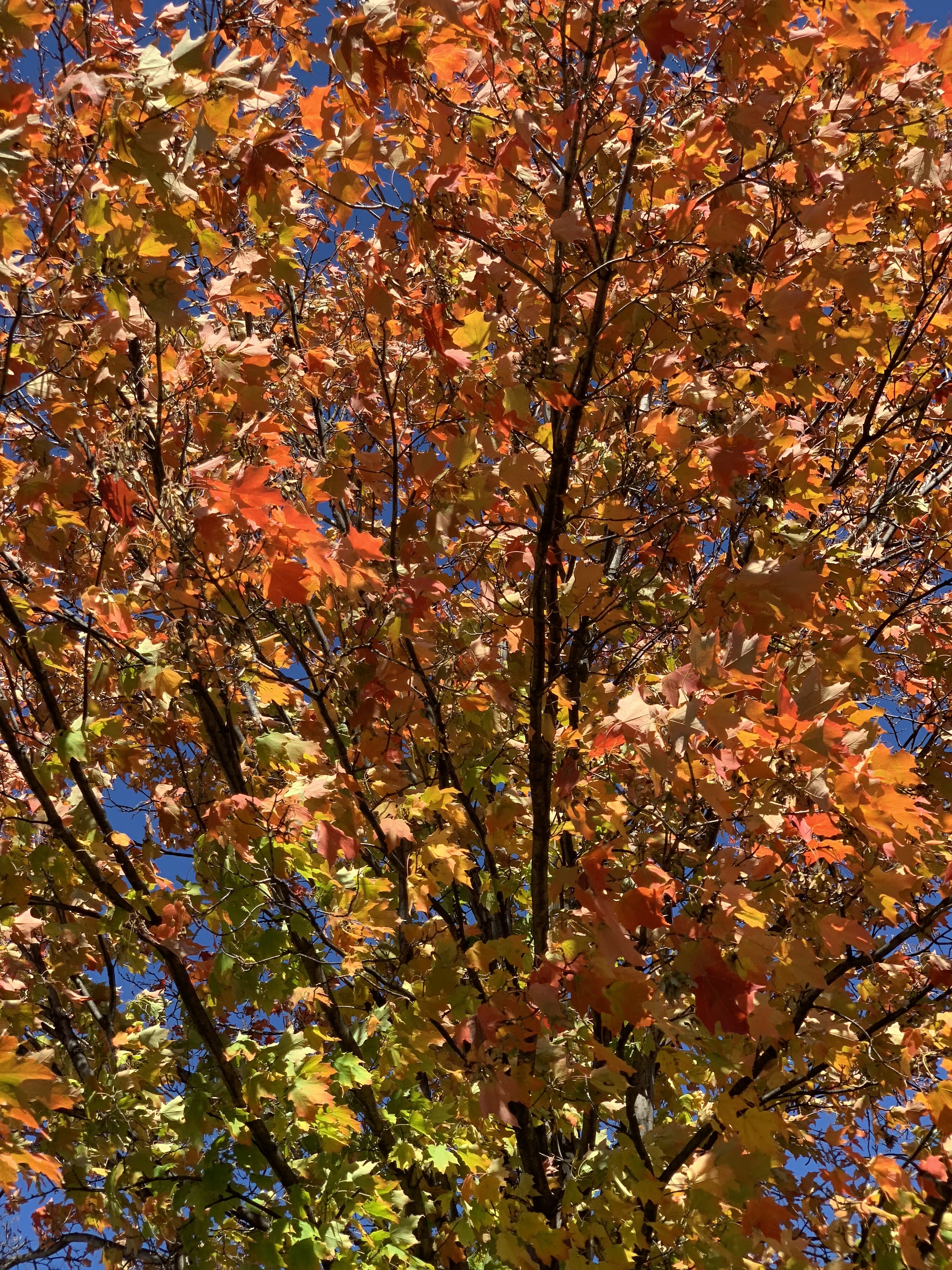 IMG_2684.jpg