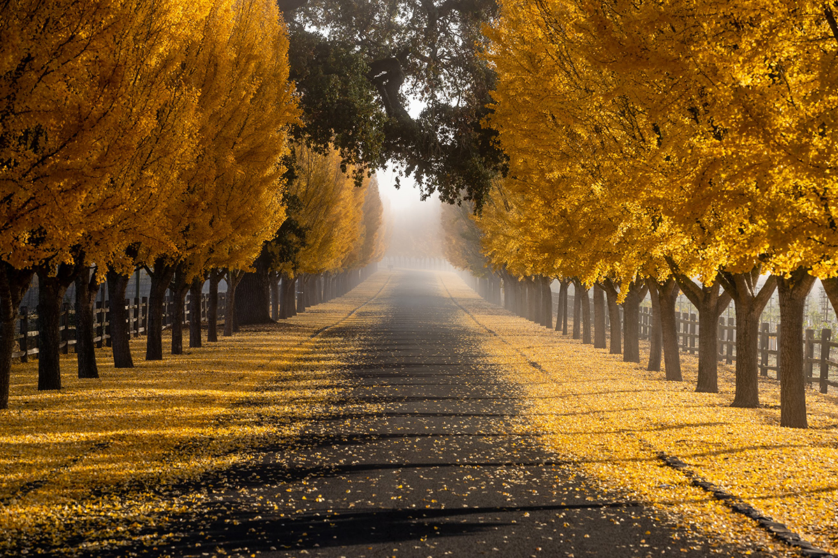 IMG_2736-trees-1200.jpg