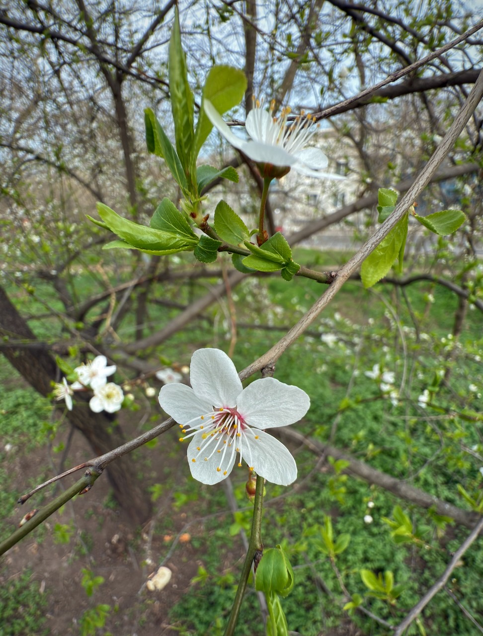 IMG_2918.jpeg