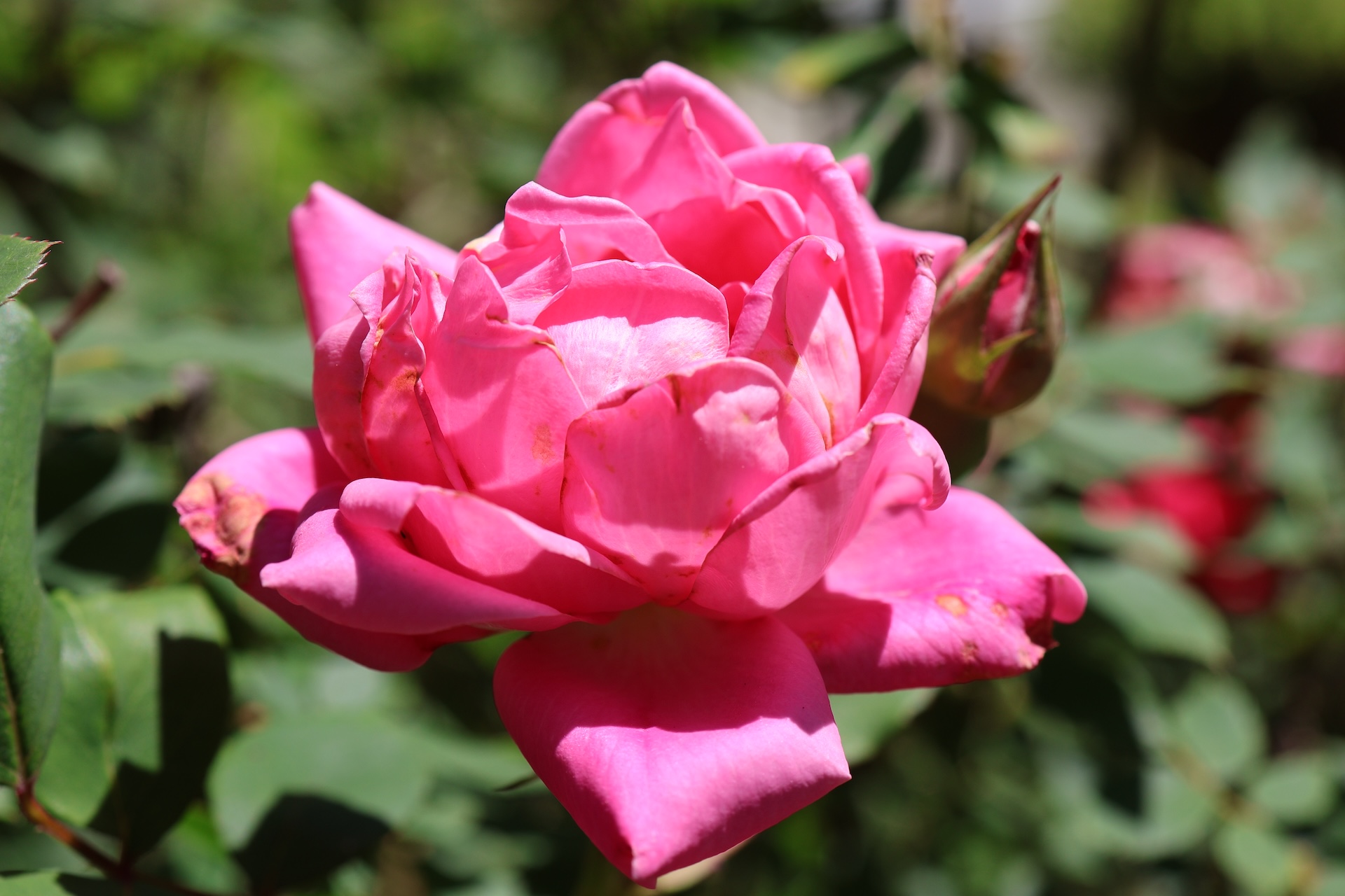 IMG_2968.JPG