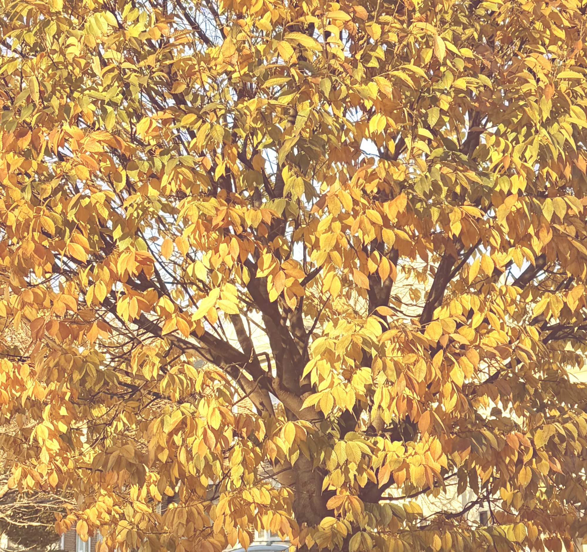 IMG_3630.jpeg