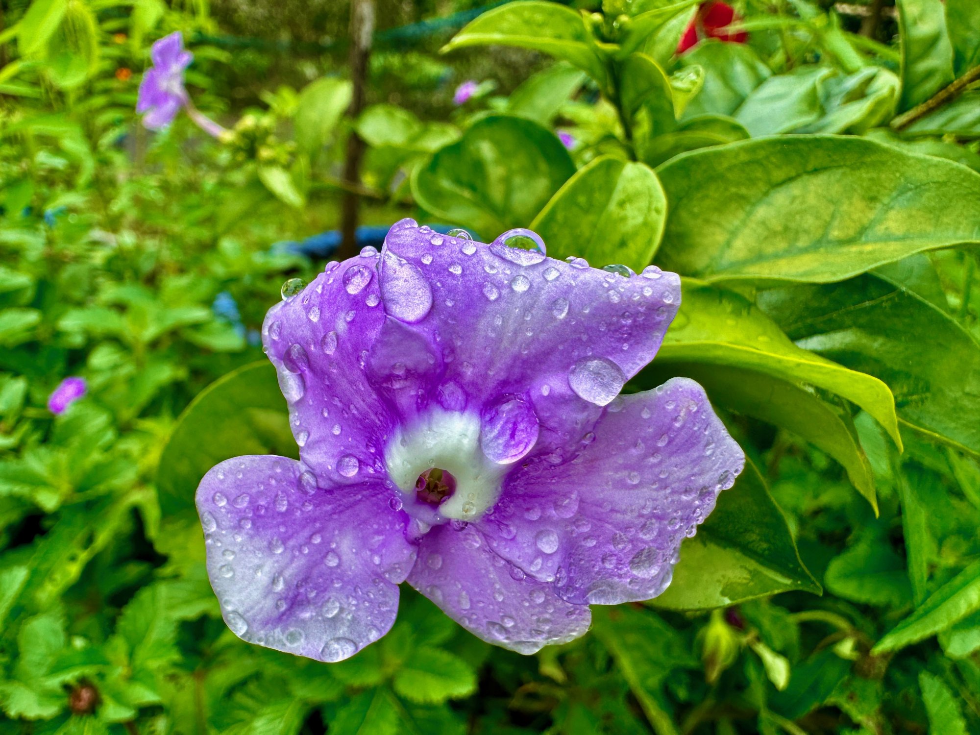 IMG_3649.jpeg