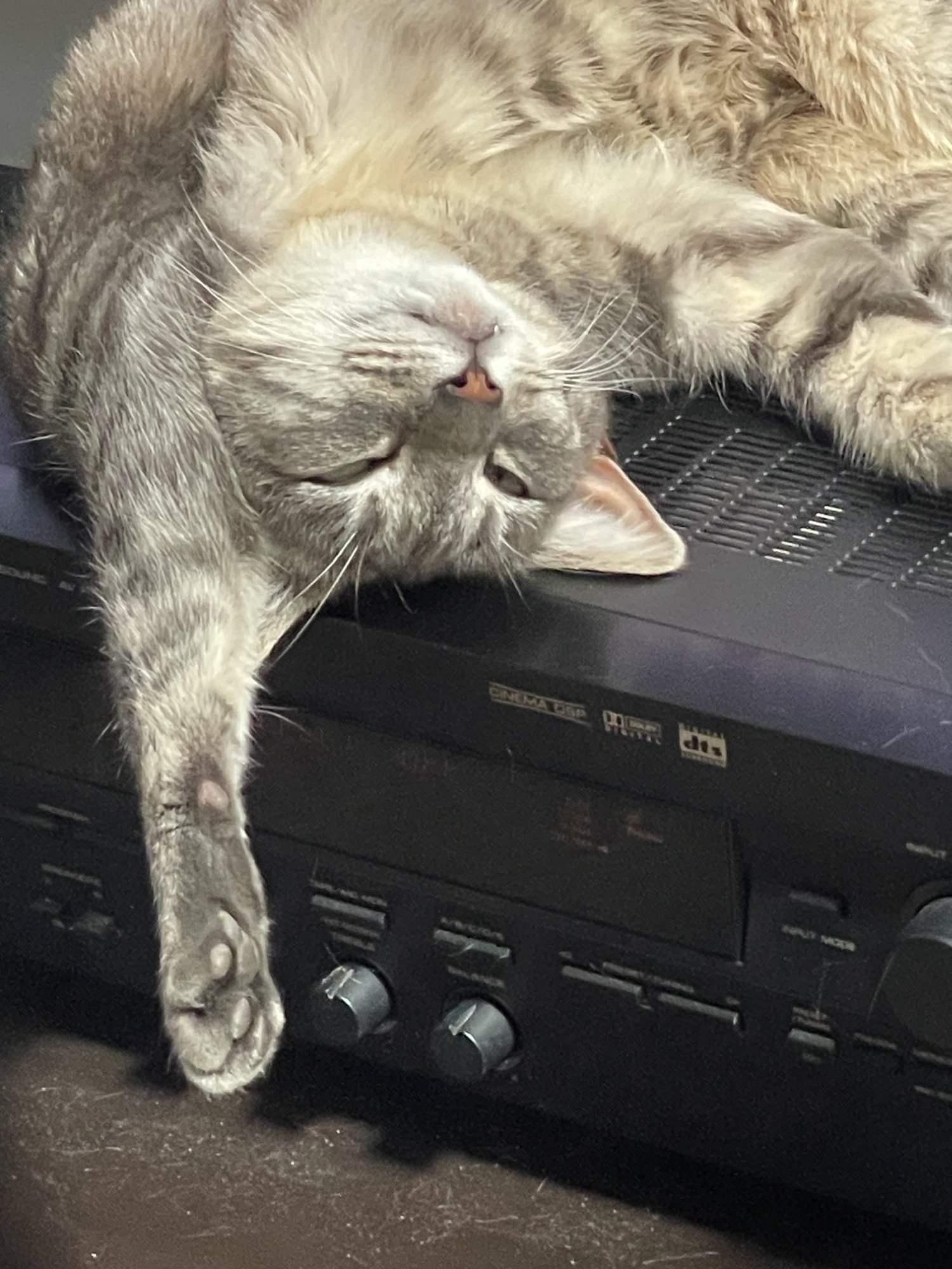 IMG_3744.jpeg