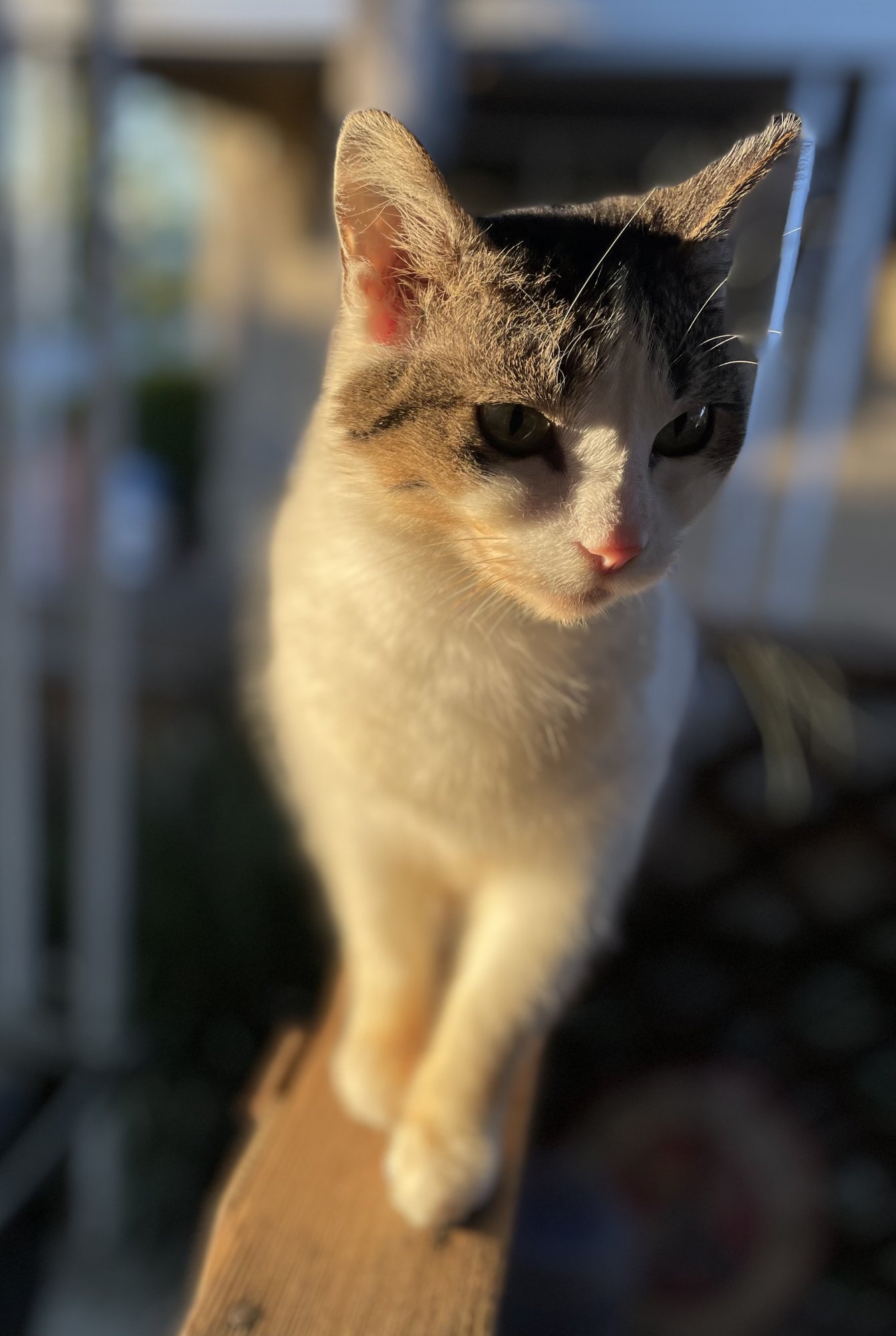 IMG_3746.jpeg
