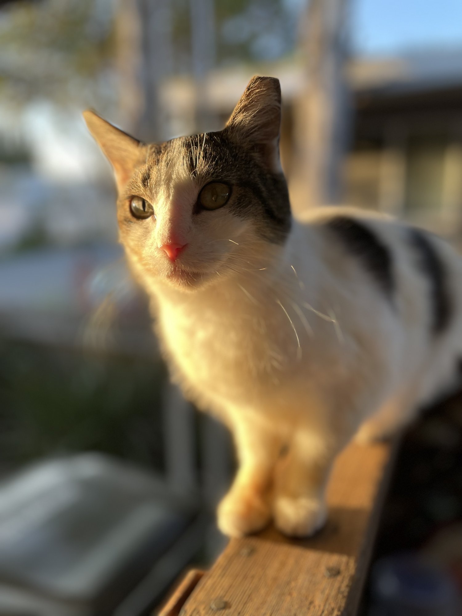 IMG_3748.jpeg