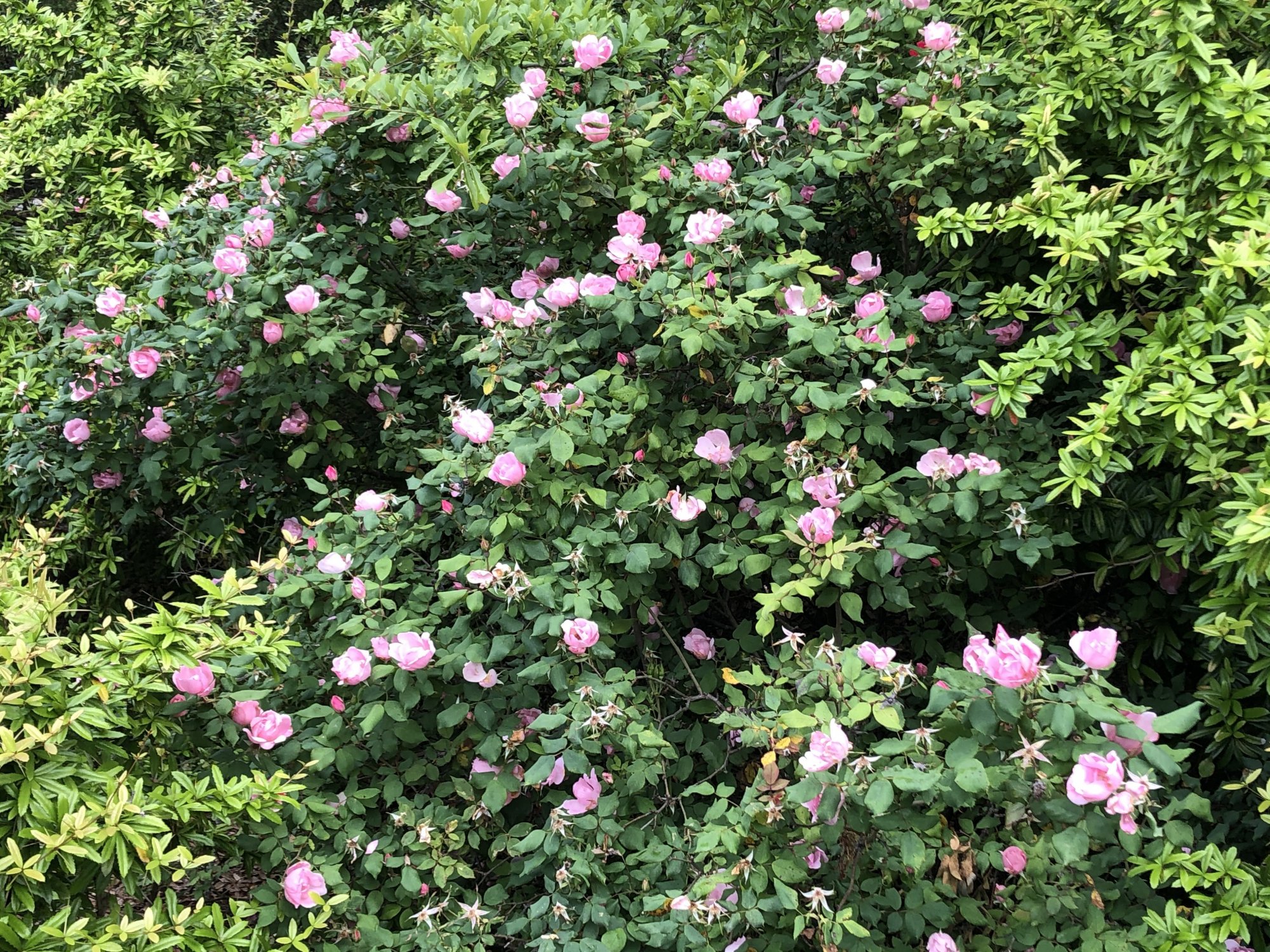IMG_3847.jpeg
