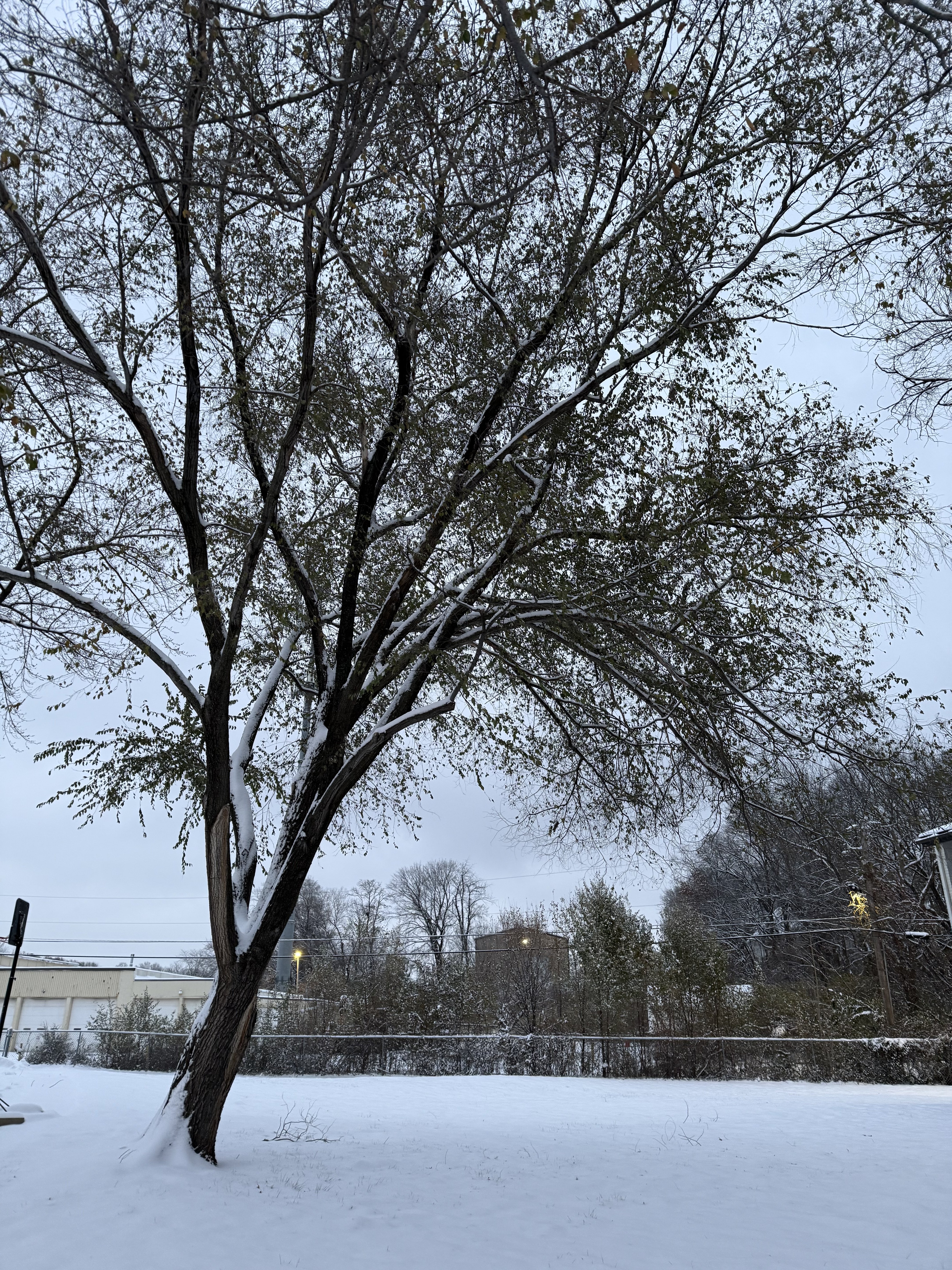 IMG_3937.jpeg