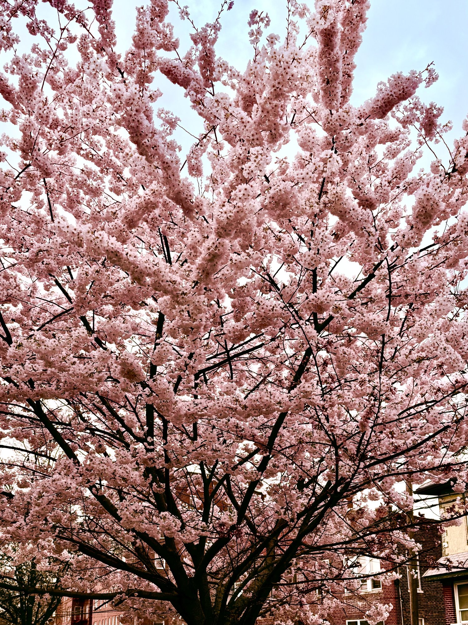 IMG_4041.jpeg